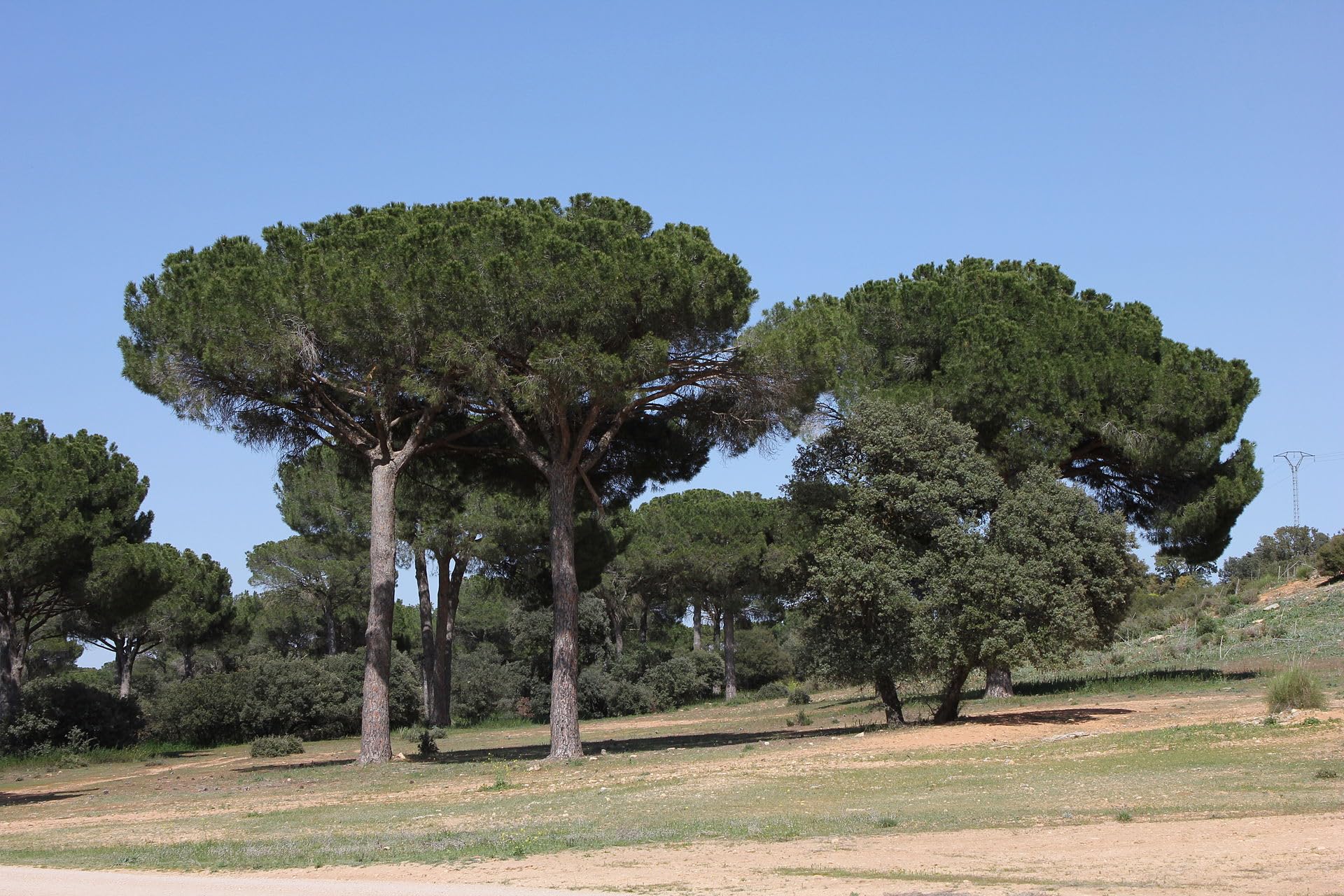 Graines de Pin Parasol (Pinus Pinea) - Conifère Méditerranéen - Pignons Comestibles