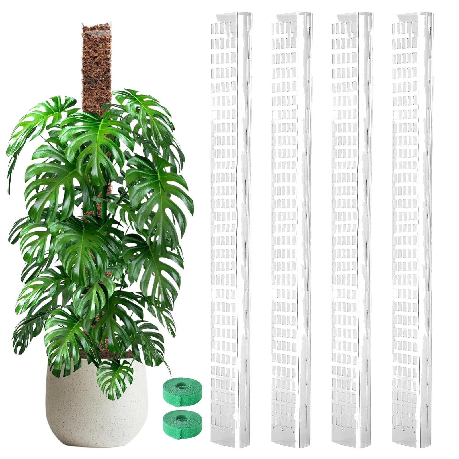 Tuteur en fibre de coco 61 cm : maintien optimal pour Philodendron et Monstera
