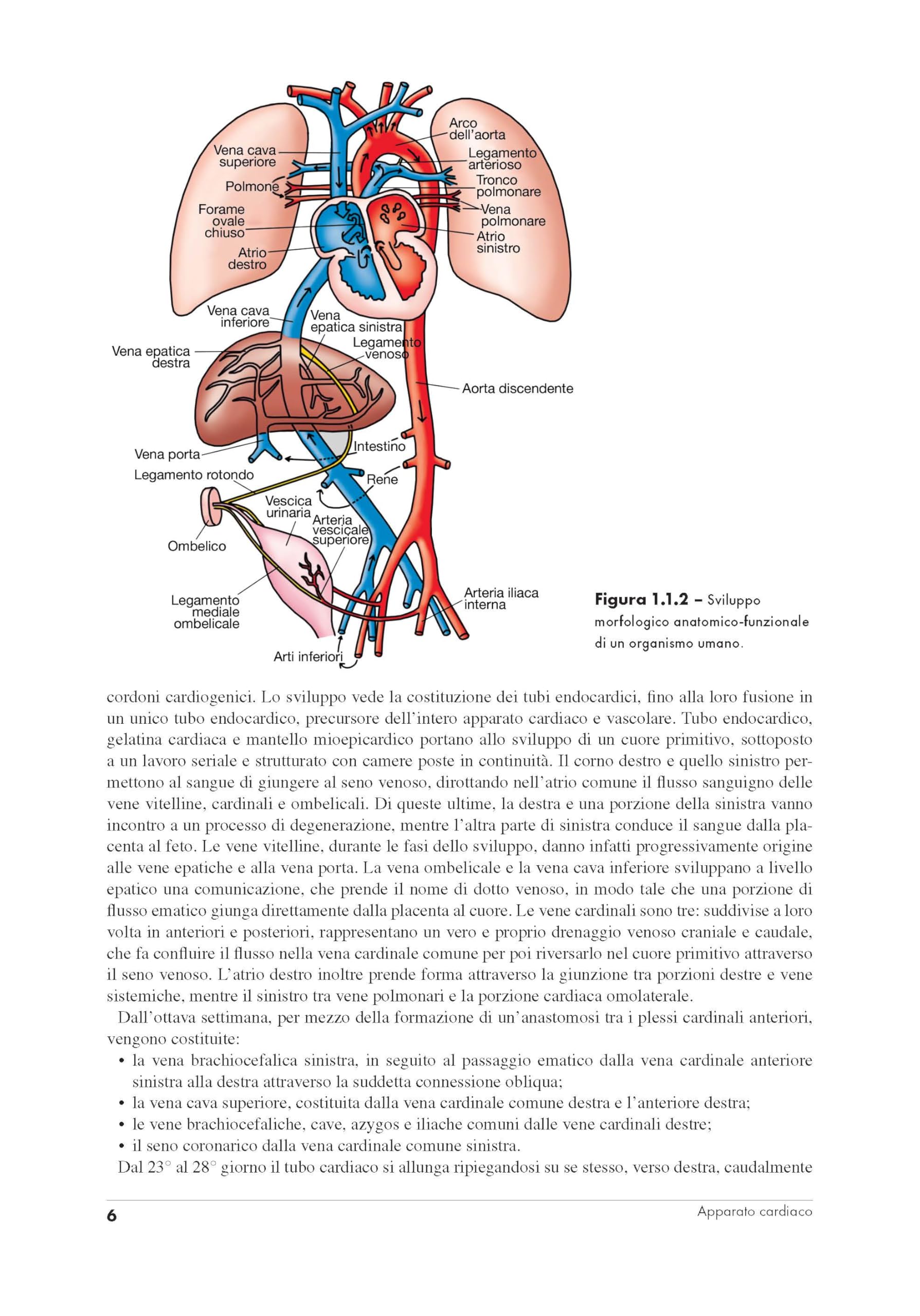 Nursing in cardiologia e cardiochirurgia. Evidenze scientifiche, approccio metodologico clinico e applicato