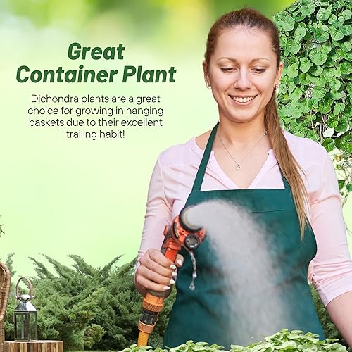 Miniatura 5 de Outsidepride Semillas perennes de esmeralda de Dichondra  15 piezas tolerantes a la sequía y al calor, de bajo crecimiento, semillas de cobertura