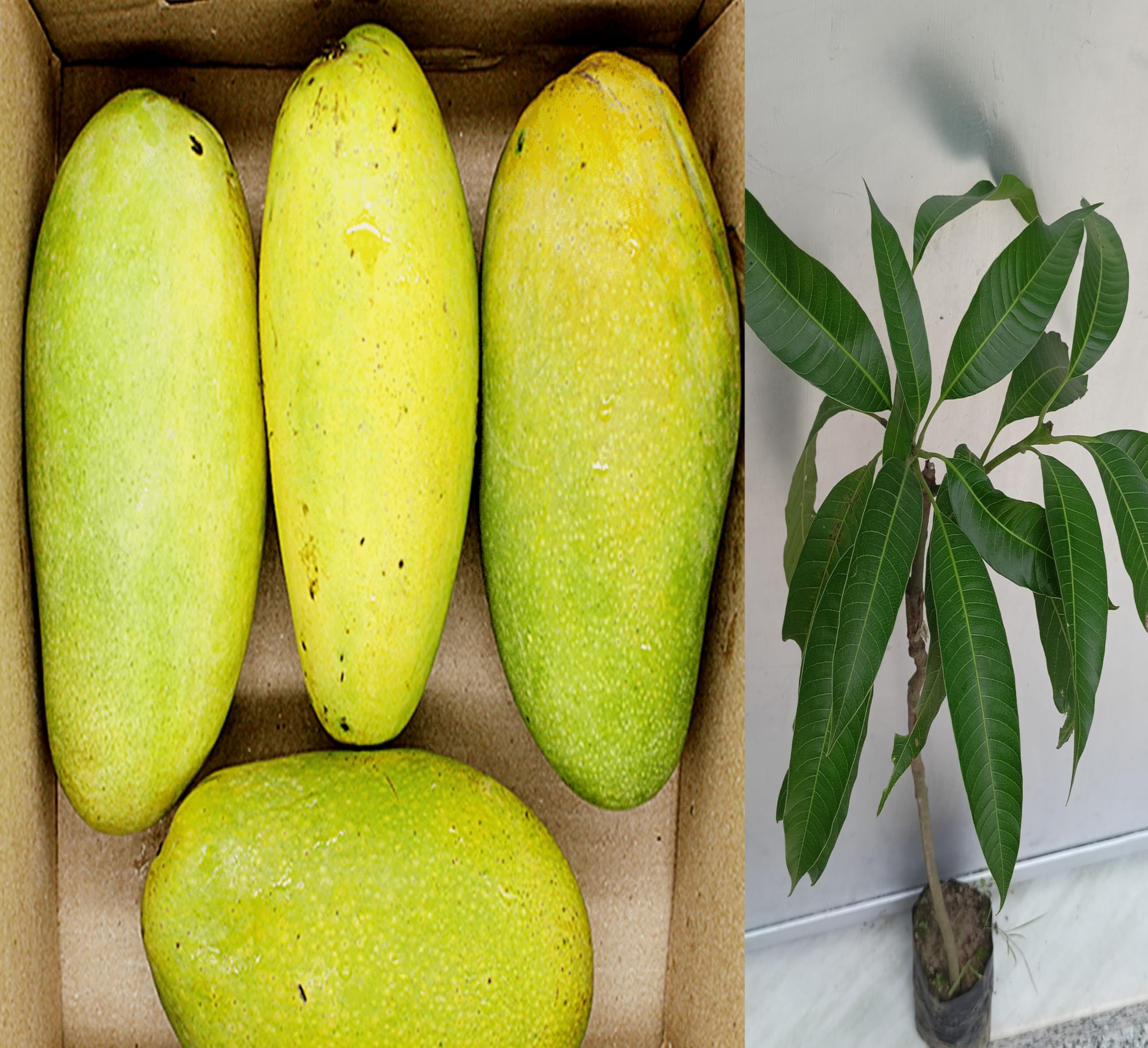 See full amazon price history chart for Pyanabi Premium Dasheri Mango Plant Grafted 2-3 Feet Height - Fresh And Healthy Fruit Tree For Home Garden PB_32 Pyanabi Premium Dasheri Mango Plant Grafted 2-3 Feet Height - Fresh And Healthy Fruit Tree For Home Garden PB_32 (B0D6RBYMN7) Amazon Price History, Amazon Price Tracker