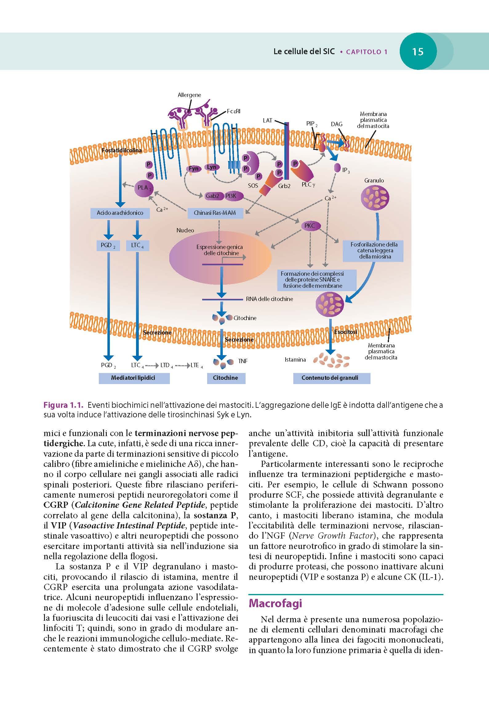 Immunodermatologia clinica