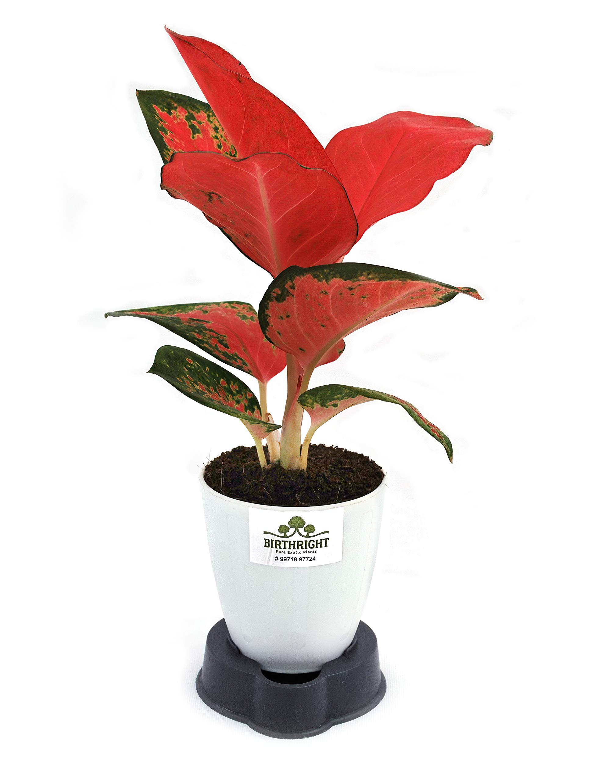 BIRTHRIGHT Aglaonema Pink Imported Plant (B08Z7HB24Y) Amazon Price History, Amazon Price Tracker