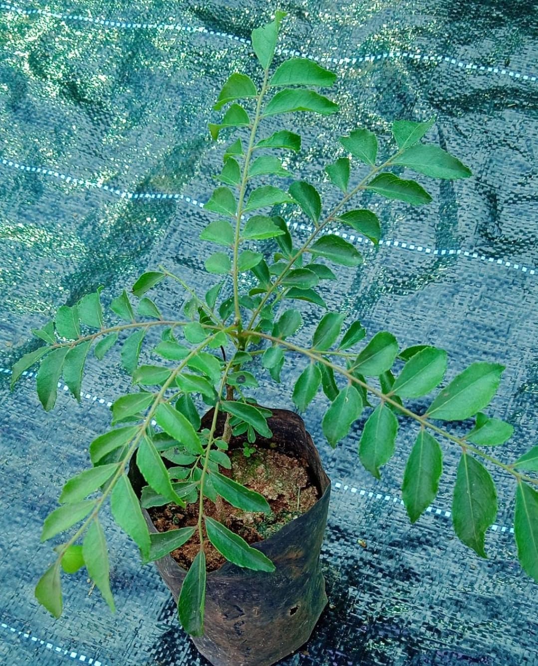 jalapeno plant 'Classic Jalapeño' Heirloom Chile Peppers main image 1