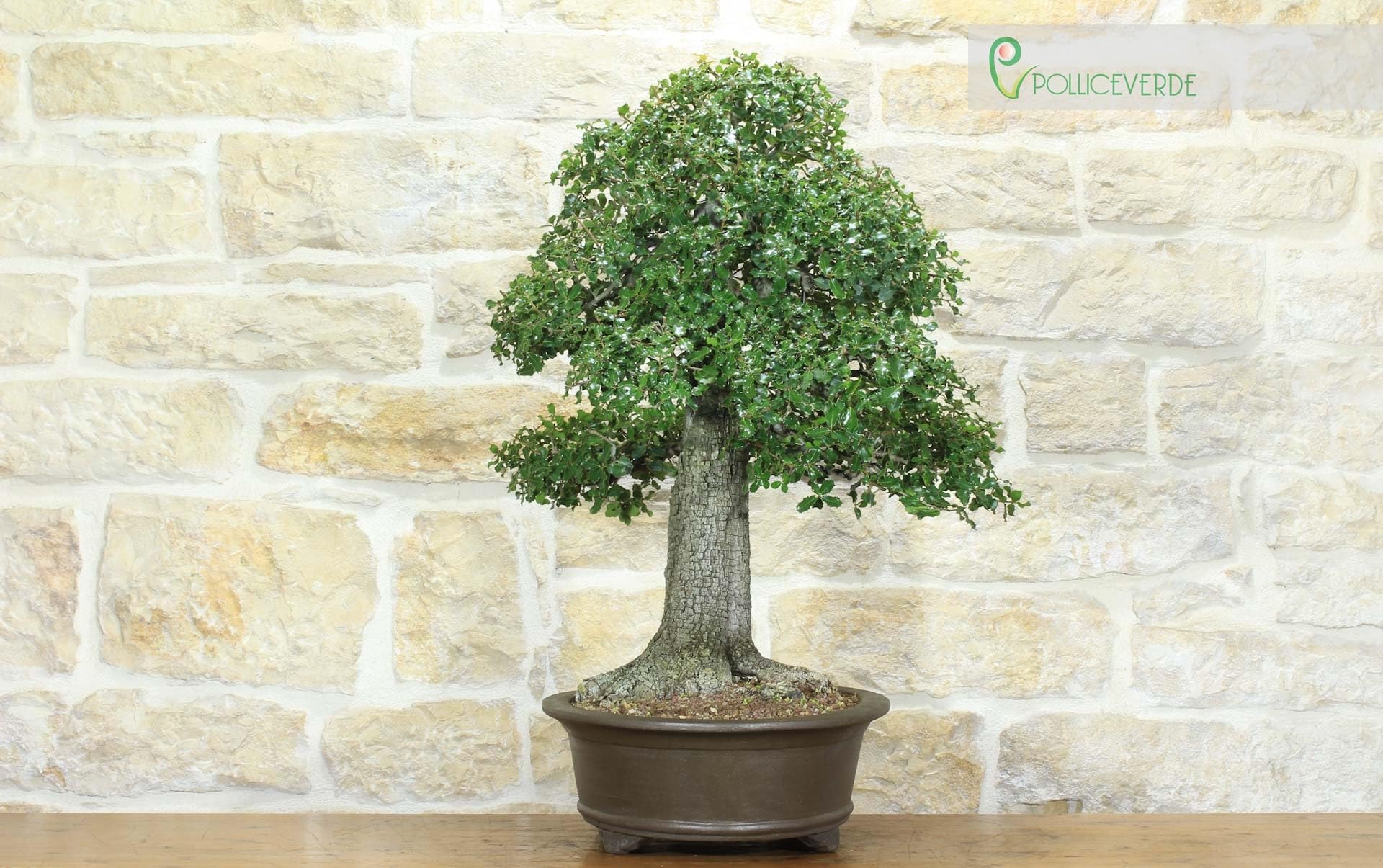 Bonsai di Quercia Riccia (6)