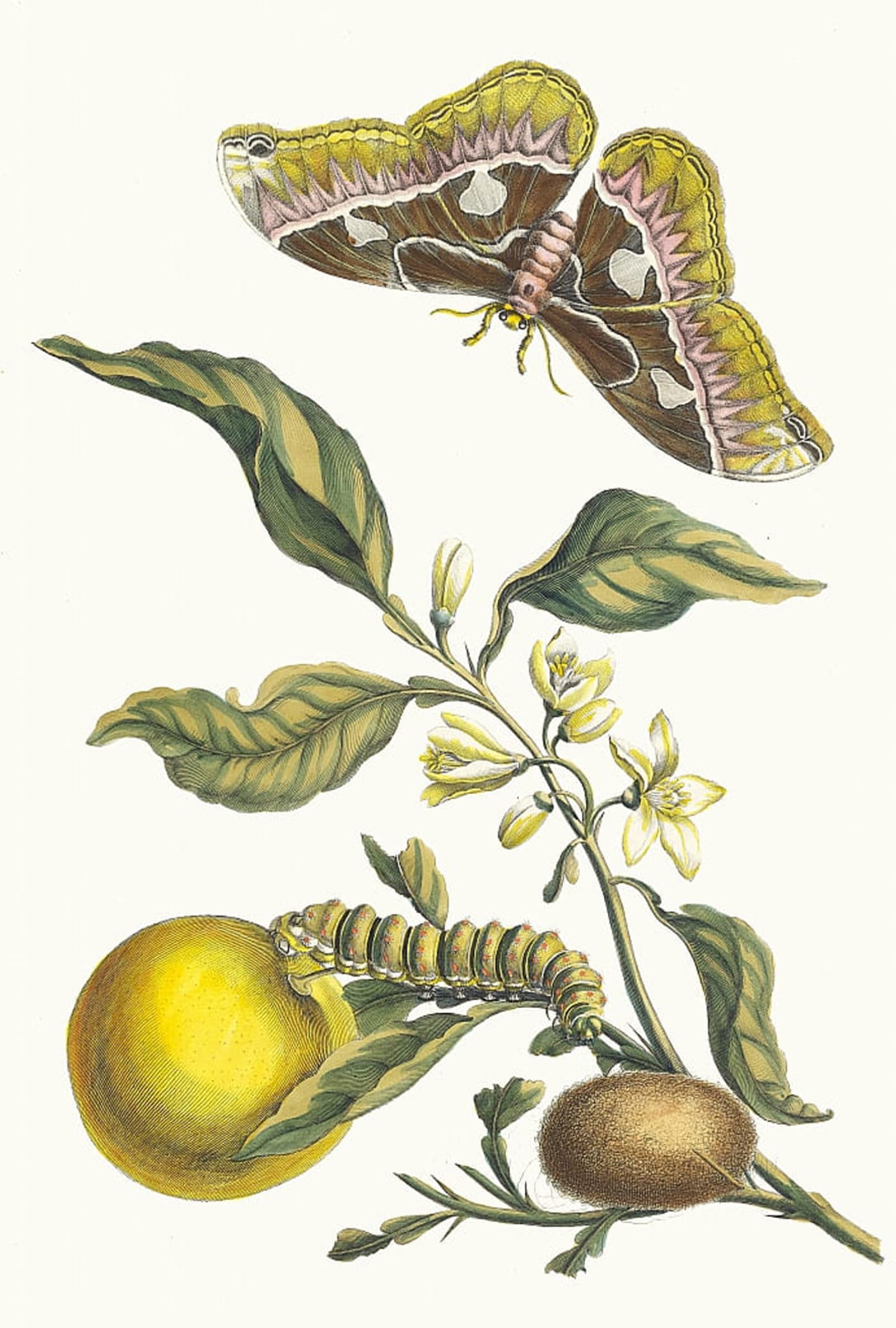 SERENDIPITP Vintage Picture Print on Canvas Wall Art Poster Oranger by Maria Sibylla Merian Artwork Print Poster for Wall Decor 60x90cm