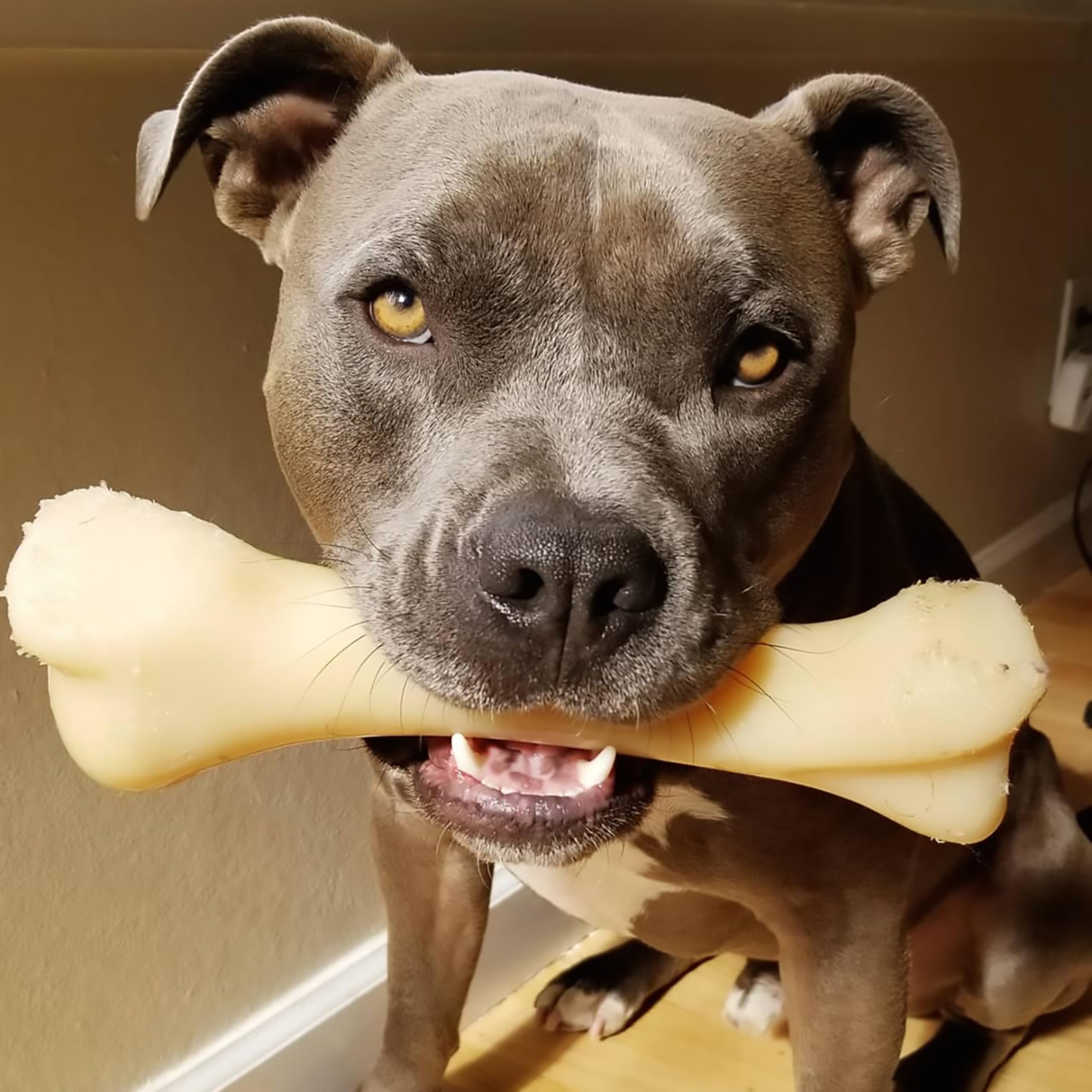 Nylabone Jouet à mâcher résistant Dura, arôme poulet - Jouet à mâcher pour chiens à mâchouillage extrême - XXL - Convient aux tout grande chiens pesant 23 kilos et plus