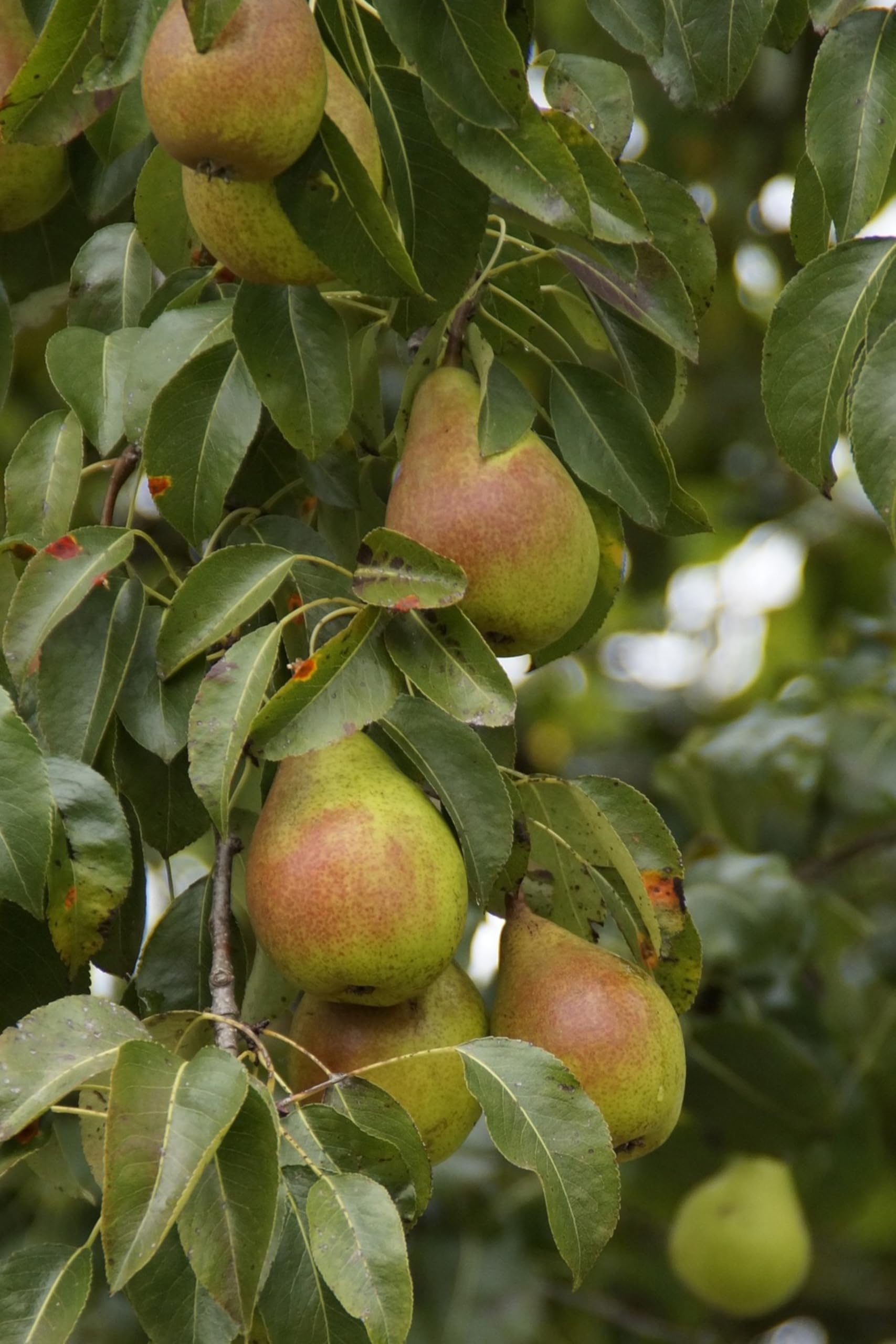 Pero Bella Di Giugno – Pianta In Vaso Da 20 Cm, Altezza 140 Cm, Età 2 Anni, Frutto A Fine Giugno, Venduta Da EGarden.store