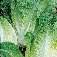 Little Gem Lettuce Seeds –500 Seeds of Crunchy Cos Lettuce – Suitable for Indoor & Outdoor Planting in Pots or Soil in Yard, Balcony or Garden – Packed in UK by Meldon Seeds