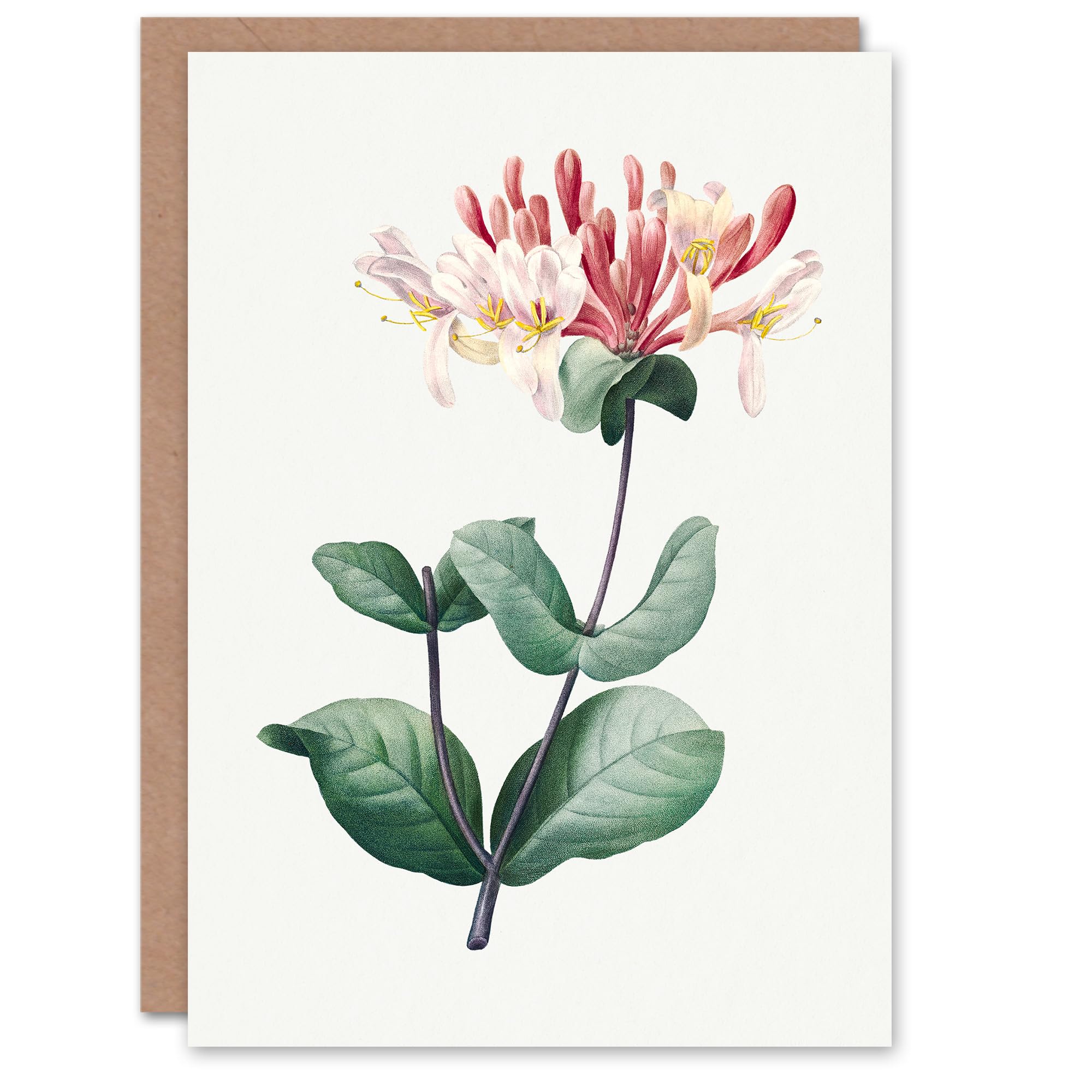 Artery8 Pierre-Joseph Redouté Art Card Honeysuckle Vintage Botanical Illustration
