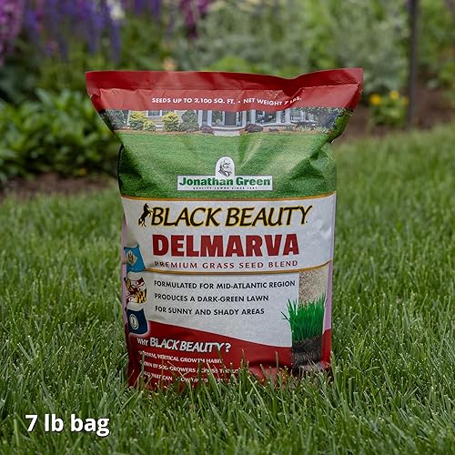 Miniatura 3 de Jonathan Green (10391) Black Beauty Delmarva - Semilla de césped (hecha para Maryland, Delaware, Virginia), semillas de césped de temporada fría (7