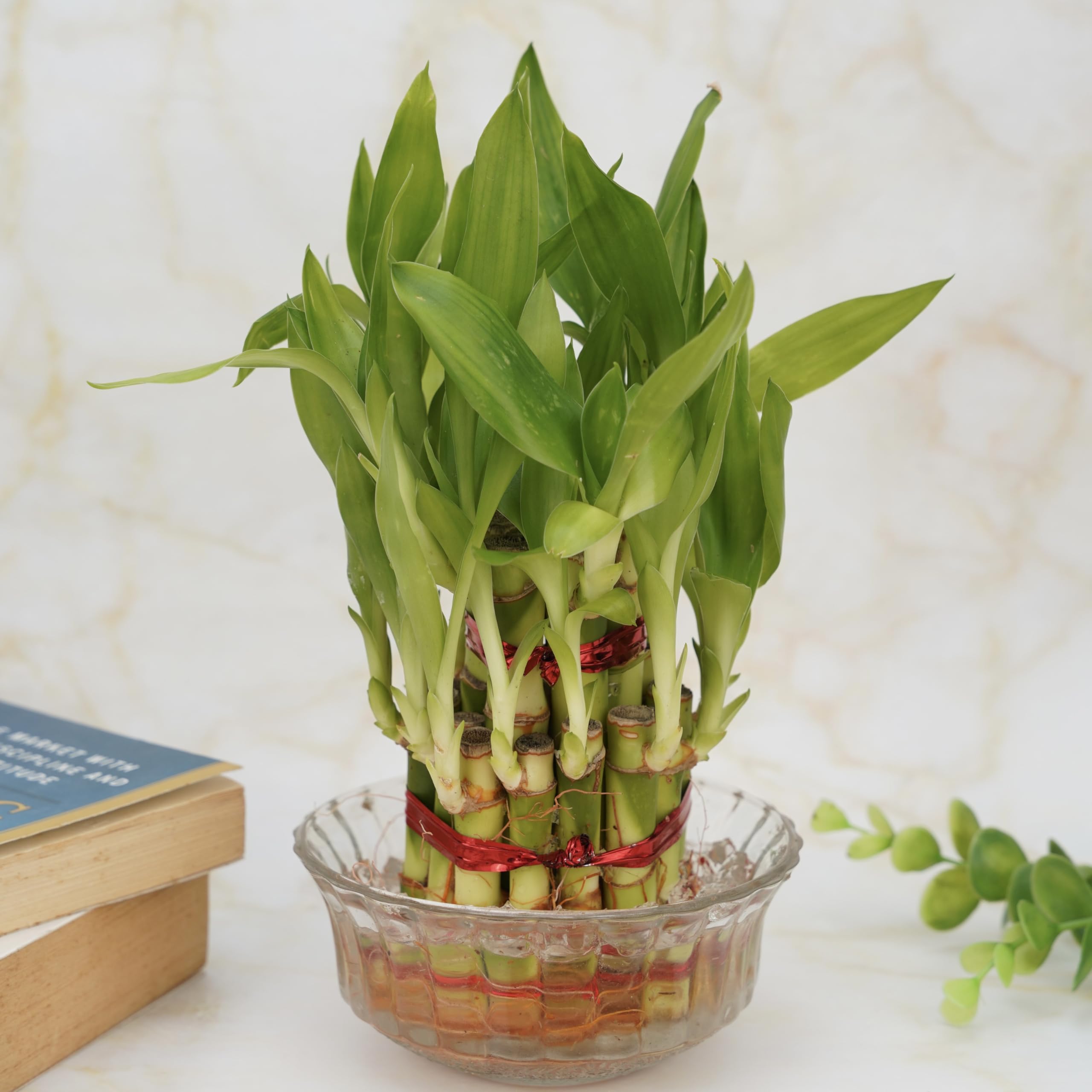 Sponsored Ad - 2 layer lucky bamboo