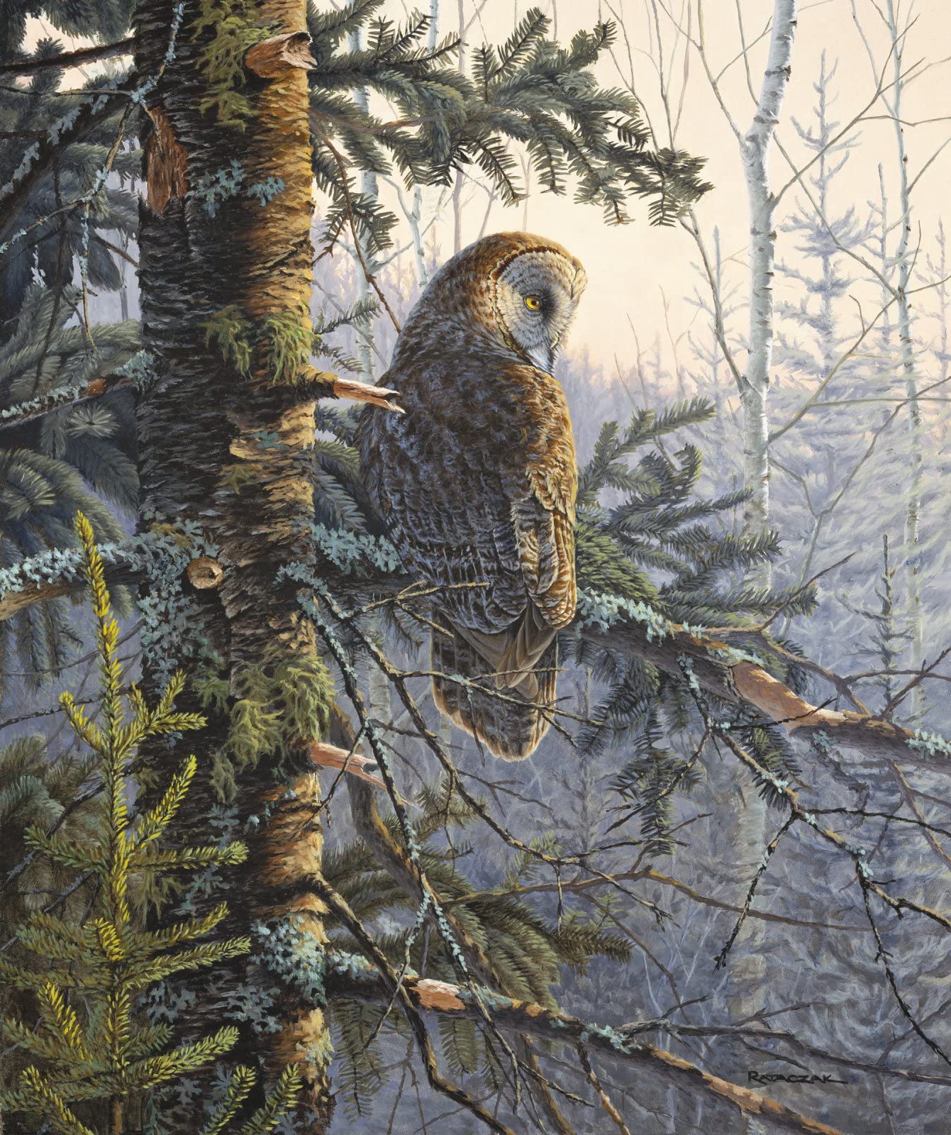 Boreal Owl in Tree Winter Day Cotton Fabric AL3275 Size 36 X 44 Inches