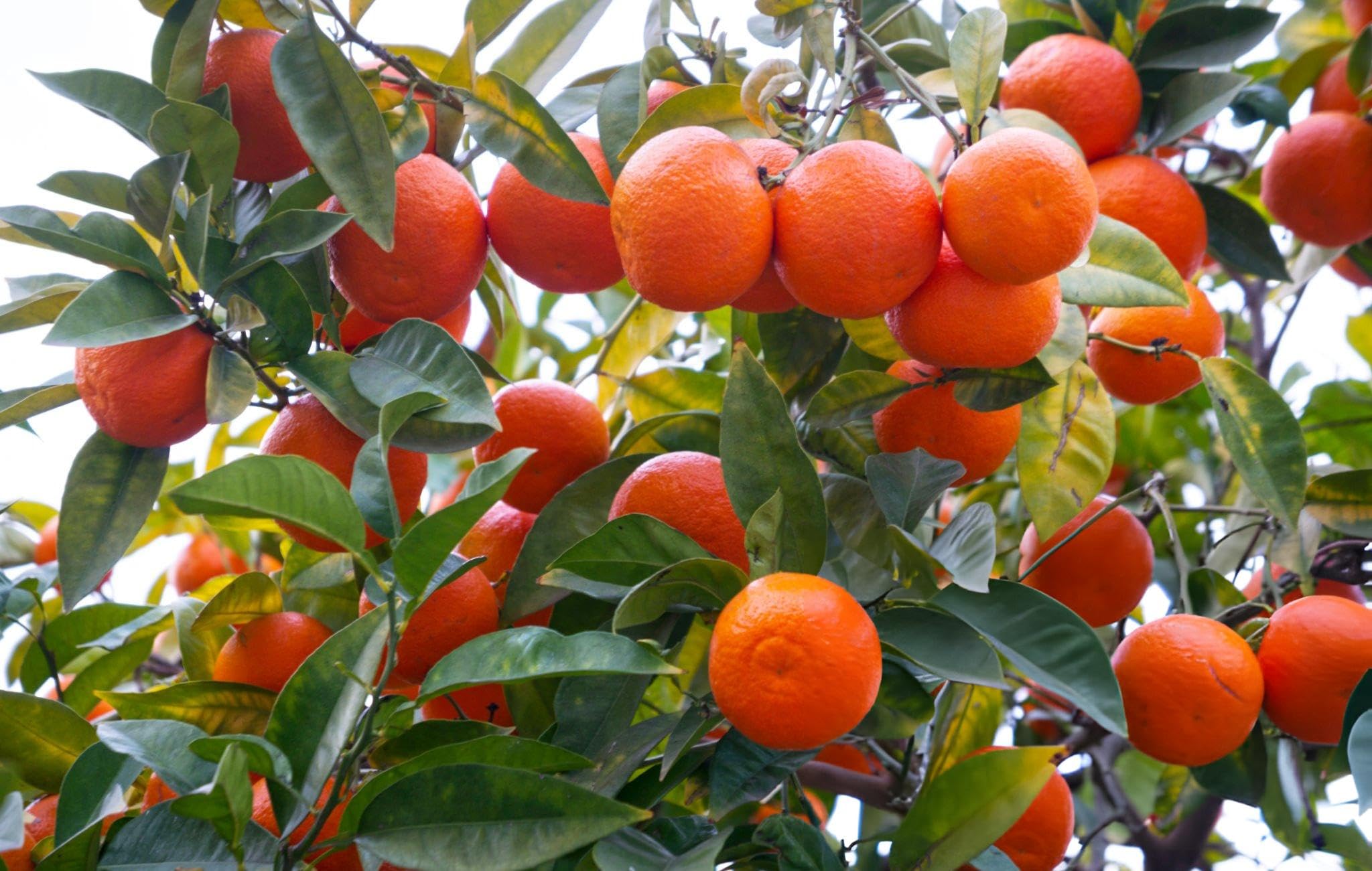 All Time Darjeeling Orange Live Plant, Grafted Orange Plant Fruit in 3 Months, Pack of 2 (B0D8VS5B7D) Amazon Price History, Amazon Price Tracker