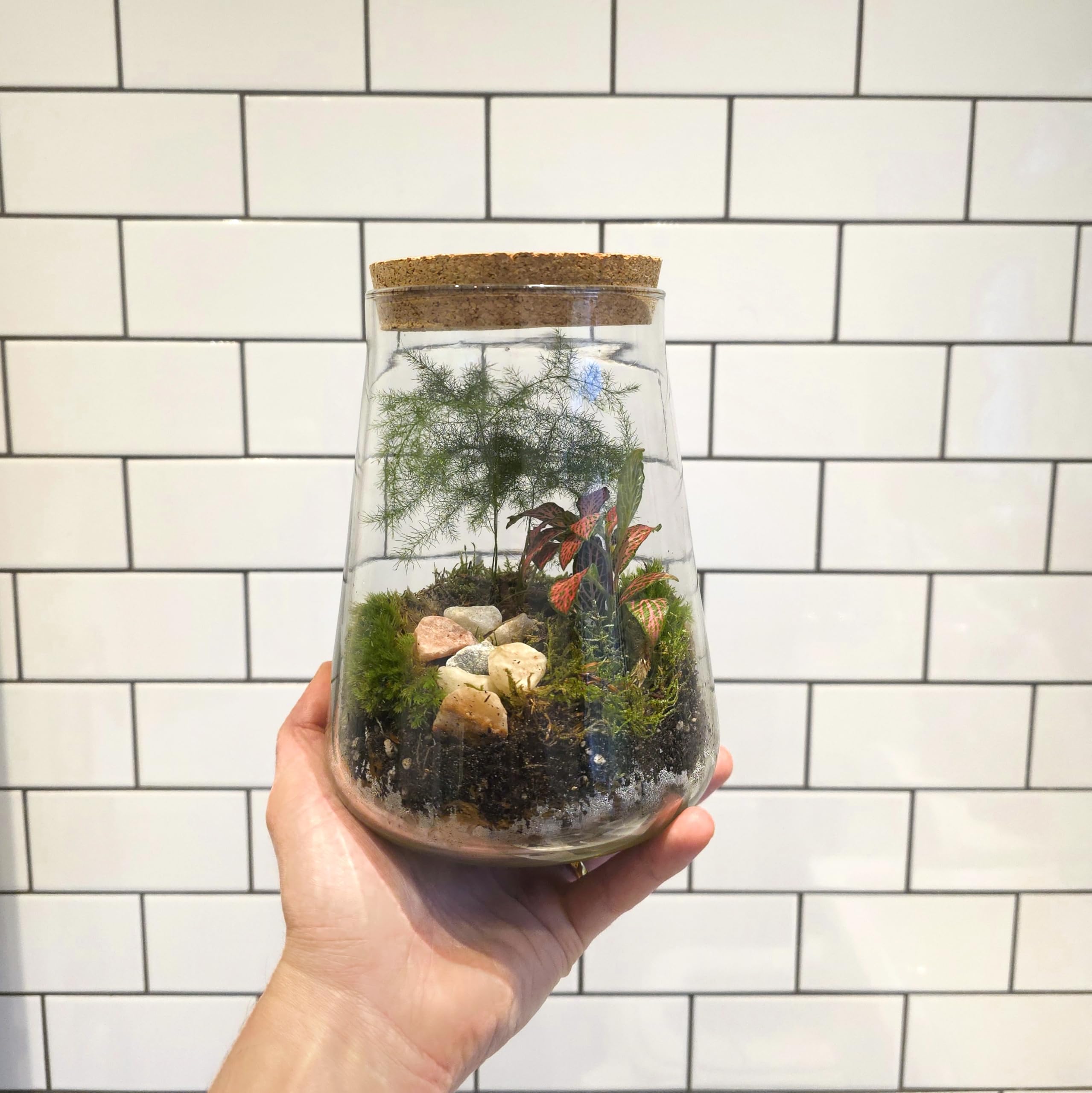 Kit de terrario cerrado con tarro de vidrio de 1,8 L, juego completo de terrario con tapa de corcho, musgo, LECA, tierra y piedras decorativas