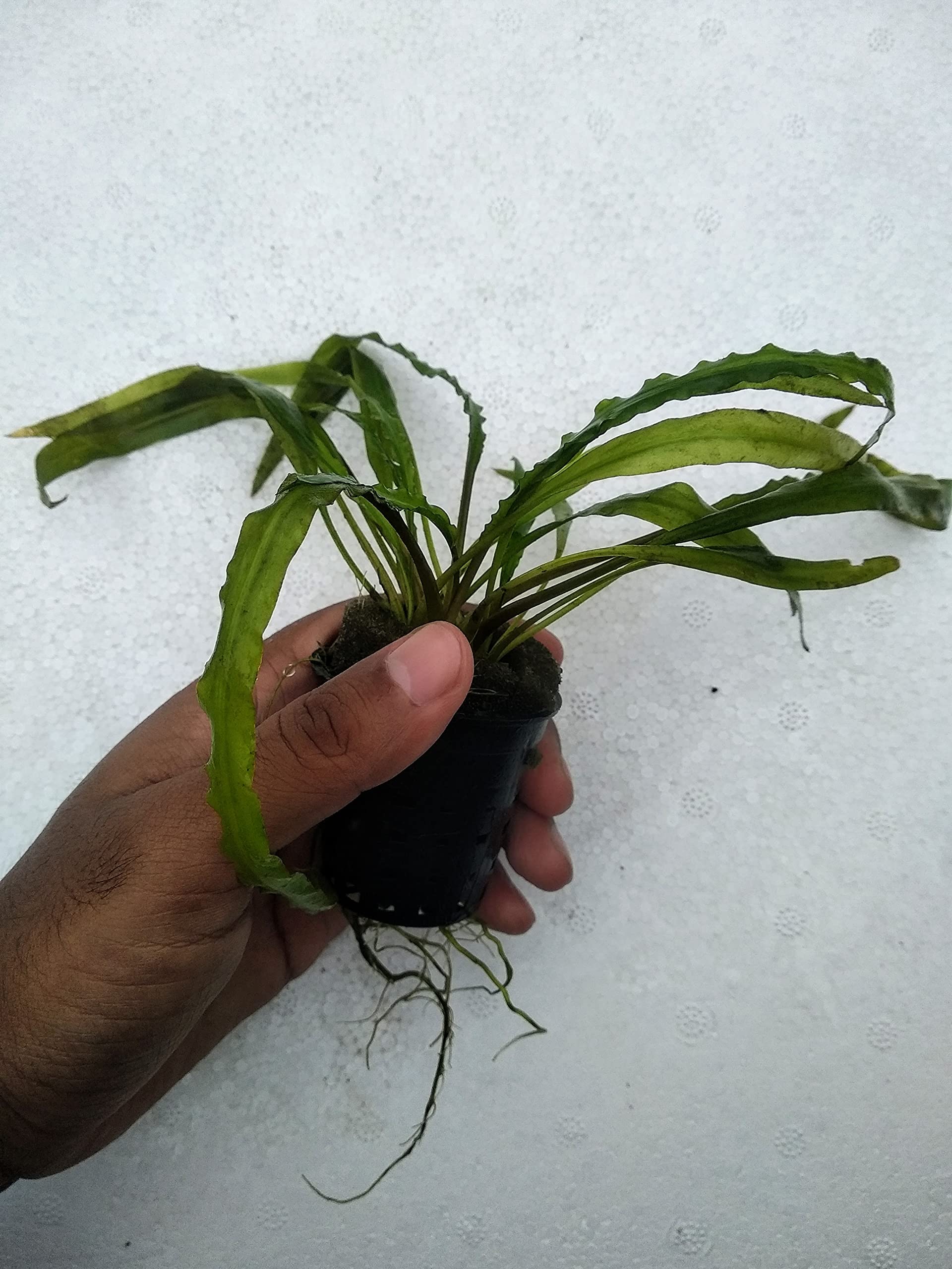 Cryptocoryne Spiralis Green Live Aquarium Plant Pot (B09B75NQ7G) Amazon Price History, Amazon Price Tracker