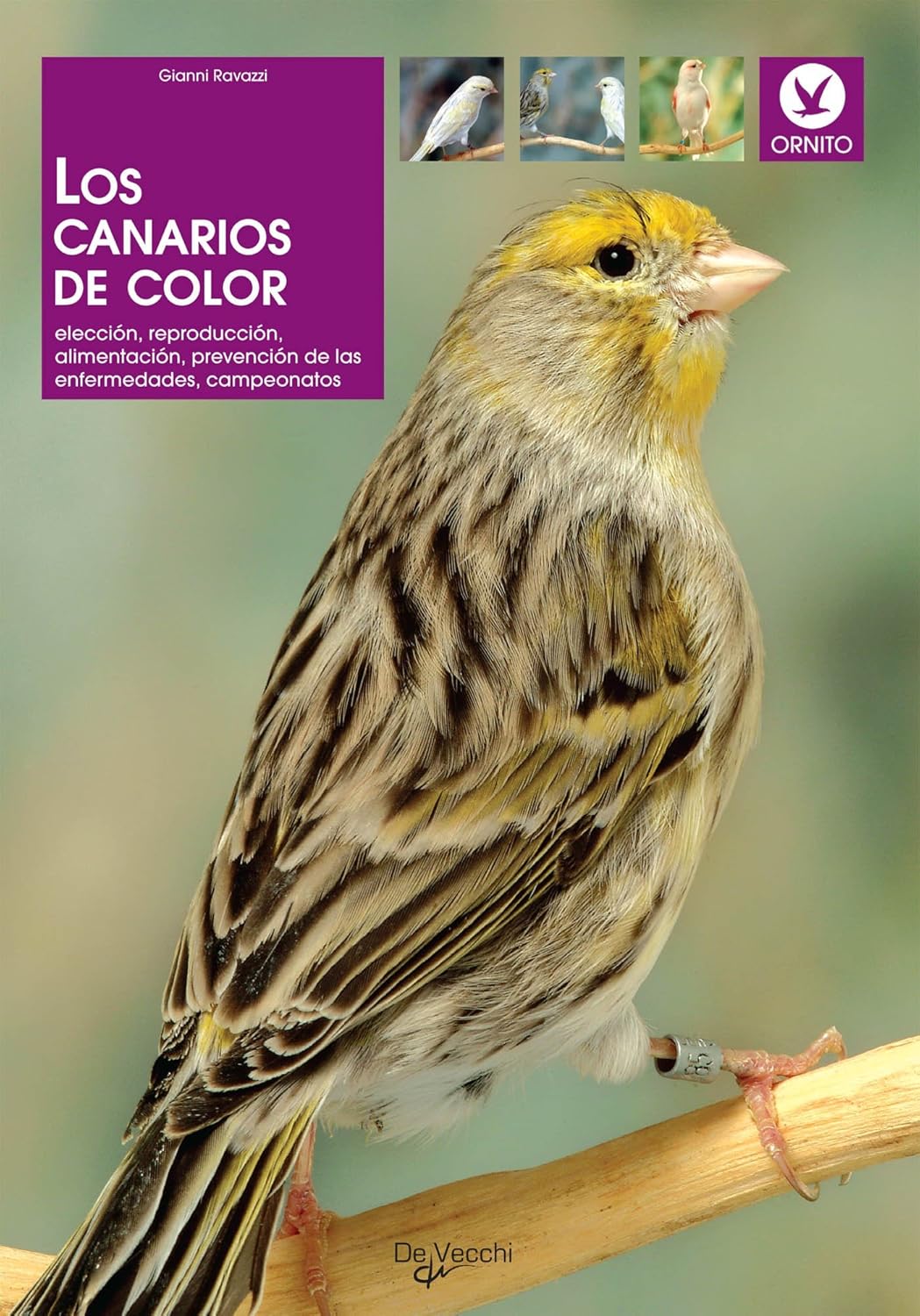 Los canarios de color: elección, reproducción, alimentación, prevención de las enfermedades, campeonatos (Spanish Edition)      Kindle Edition
