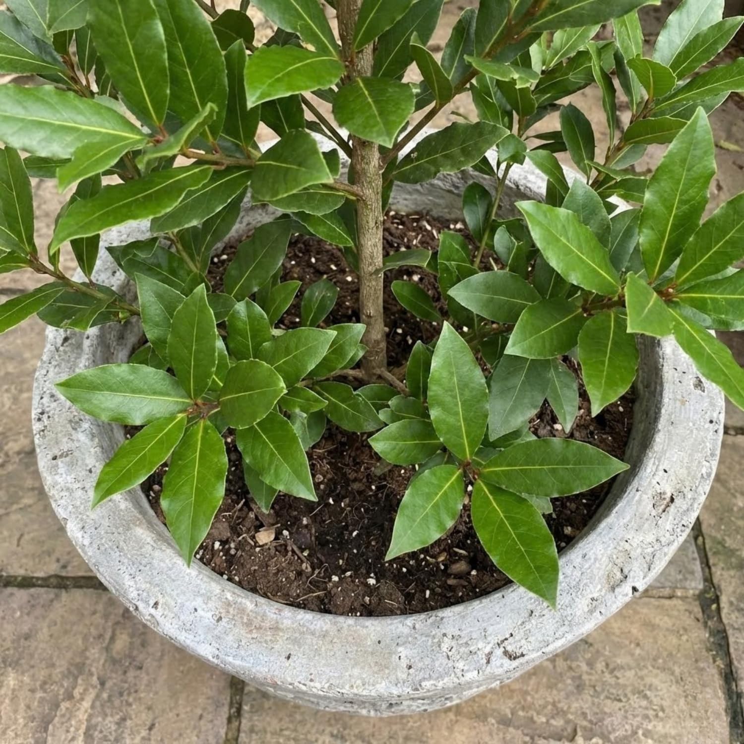 Laurus Nobilis Bay Leaf Live Plant, 8-11 Inc Tall from Bottom Pot, Bay Leaf Tree, Sweet Bay Laurel Herb Plant
