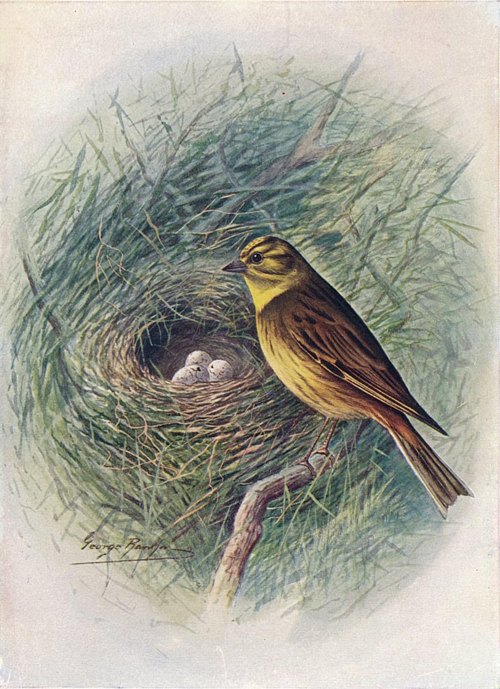 ARTXLXXBN Famous Prints Artwork Pictures Poster Painting Art Yellow-hammer or Yellow-bunting Emberiza Citrinella by George Rankin Artwork Landscape Pictures for Home Decor 60x90cm