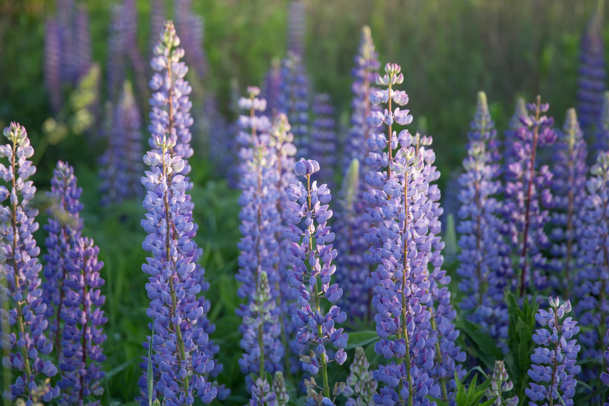 Lupine (Lupinus angustifolius) Samen (in blau). Sehr guter natürlicher Gründünger! (10000 Samen = 1700,0g)