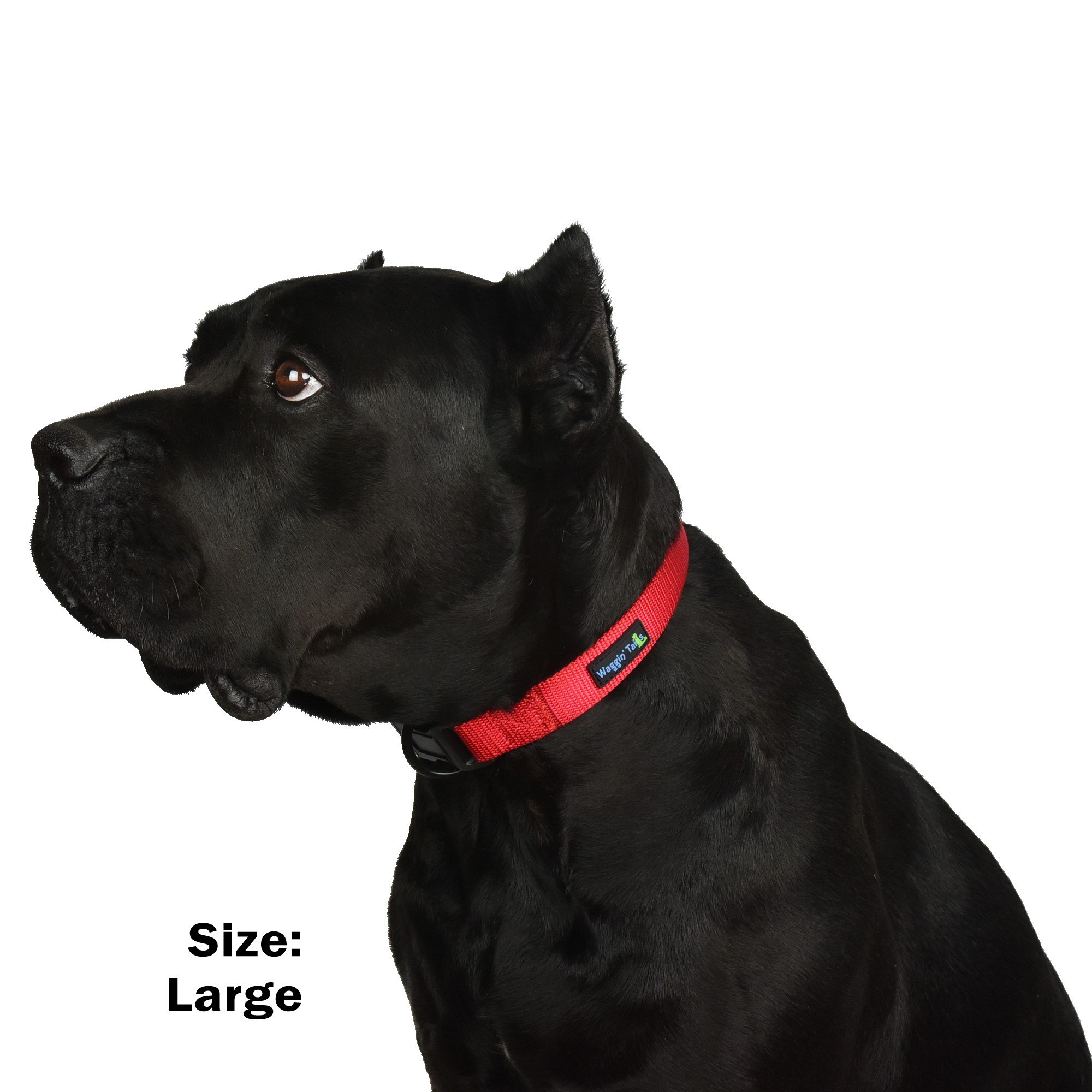 How Do I Know What Size Collar To Get My Dog