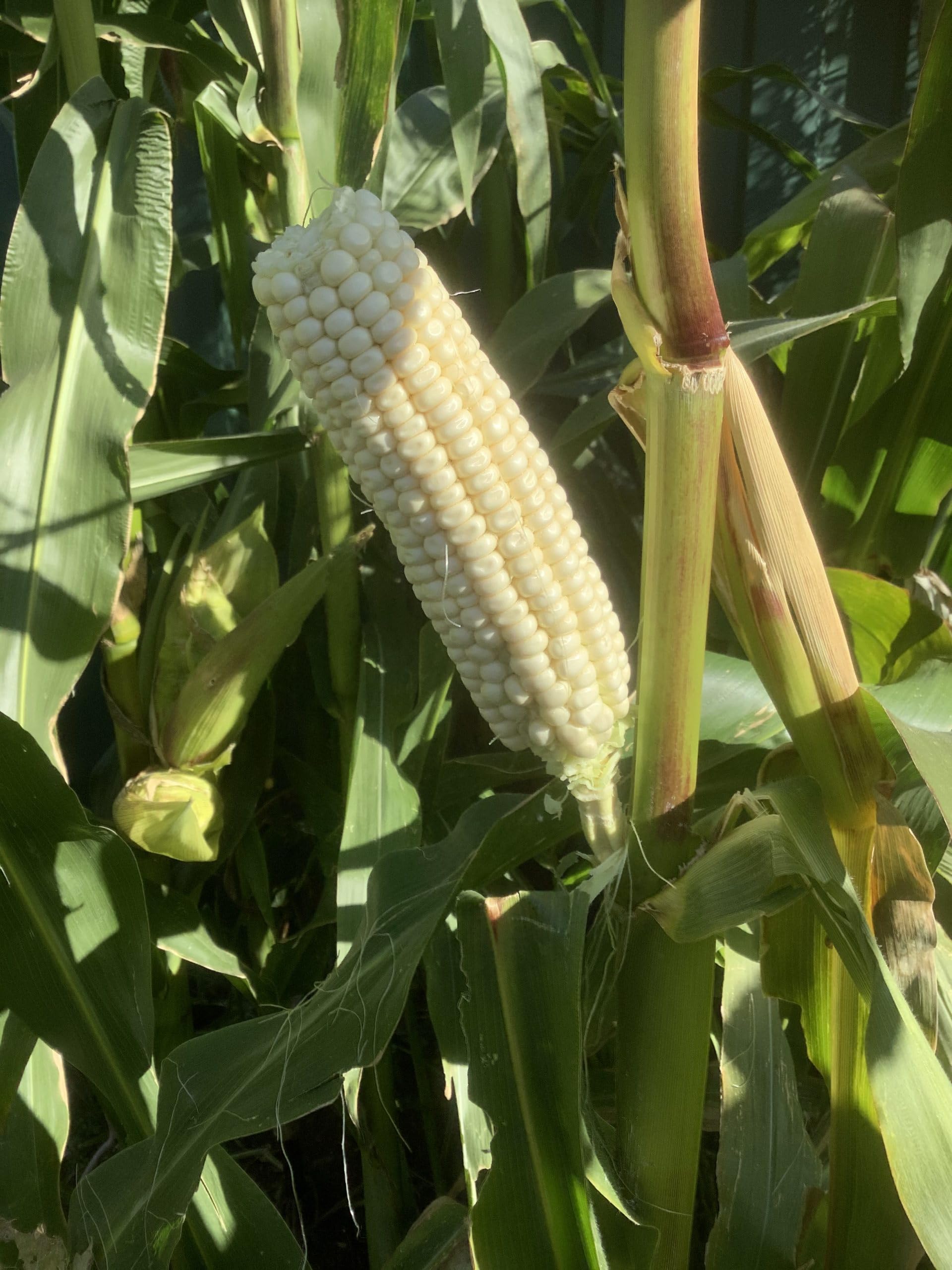 nana corn PACK OF 5] NAN NANACORN 50g 난 나나콘 50g – SUNSHINEMALL