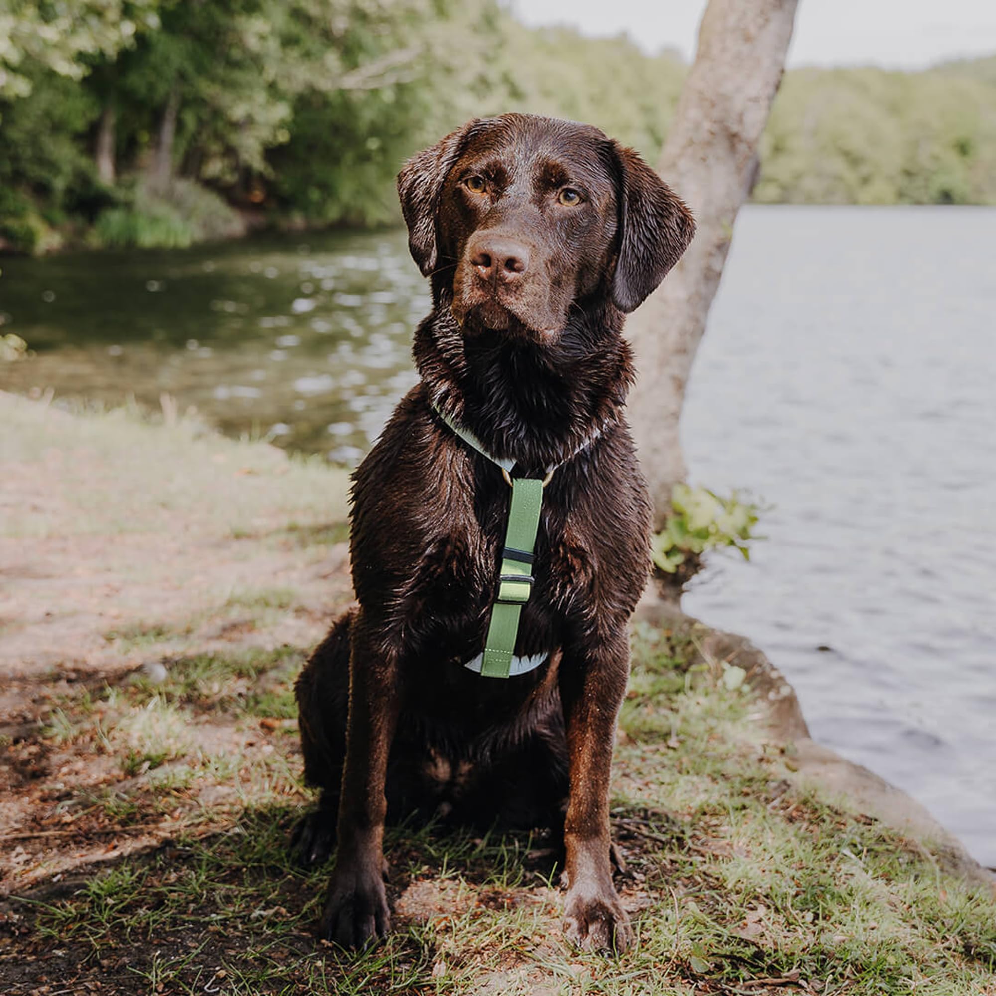 arnés para Perros, Hecho a Mano, 5 Puntos Ajustable, Impermeable, Made in Germany, para Perros pequeños a Muy Grandes, arnés de Paseo, Pecho y Entrenamiento (L/XL, Gris/Verde)