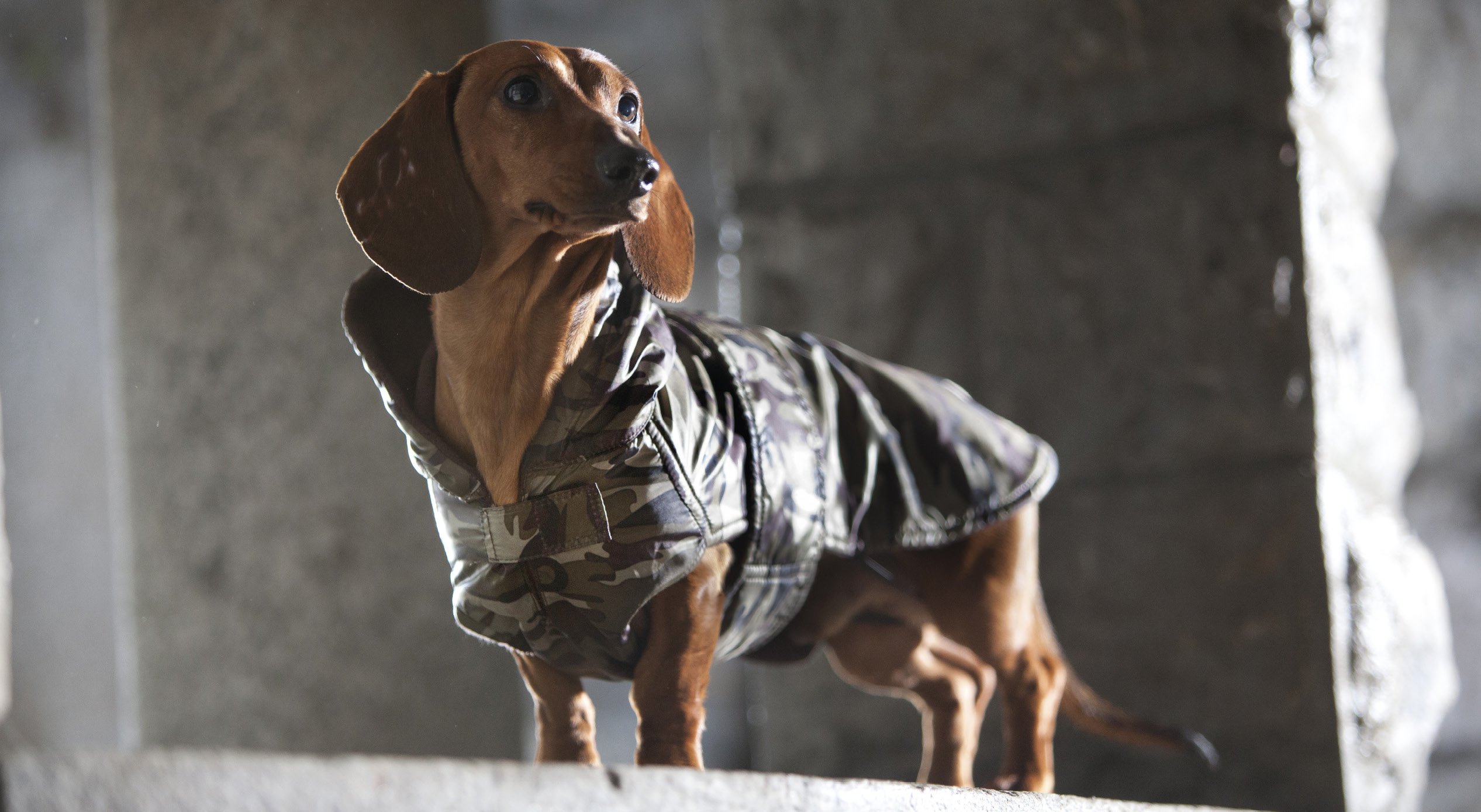 CROCI C7274459 Jacket for Dogs Specific Fitting for Dachshunds And Basset Hound 34 cm, Padded