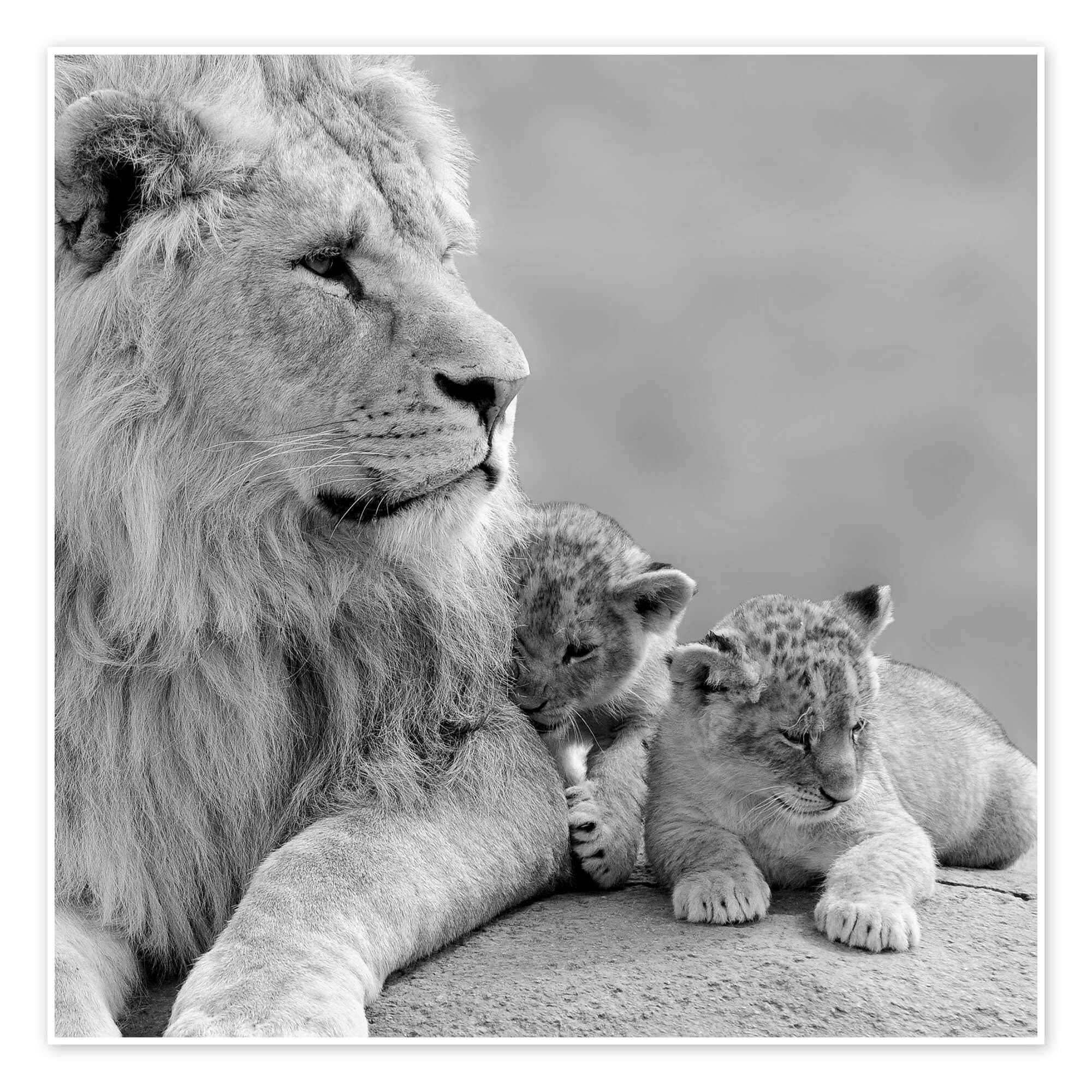 Posterlounge Jóvenes leones en blanco y negro Póster | 100 x 100 cm Blanco y negro Cuadros Decoración para la pared