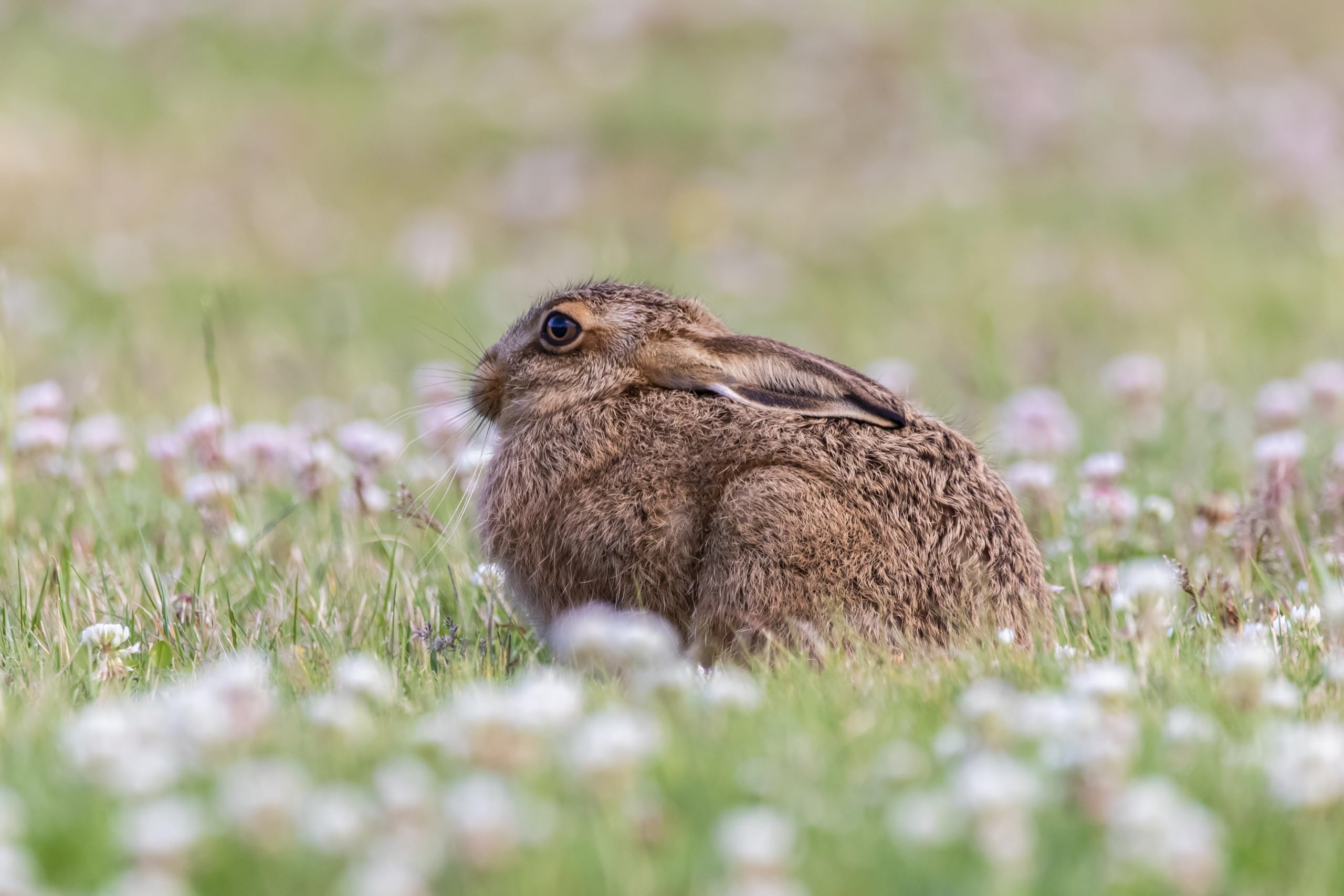 Schaf & Kleintierweide Samen. Frischfutter für Schafe, Hasen, Meerschweinchen usw. (100m² = 200,0g)