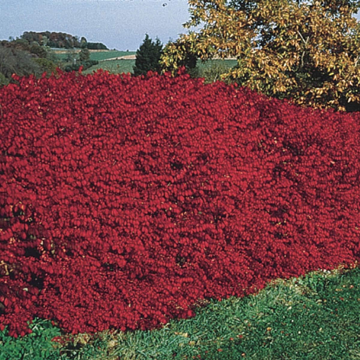 Burning Bush Bare Root Shrub,18-24 in. Tall; Due to regulations Can't Ship to MA, MD, ME, NH, NY, VT