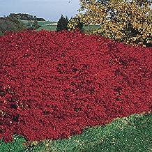 Burning Bush Bareroot Hedge Kit 5 Pack, 18-24 in Tall; Can't Ship to States MA, MD, ME, NH, NY, VT