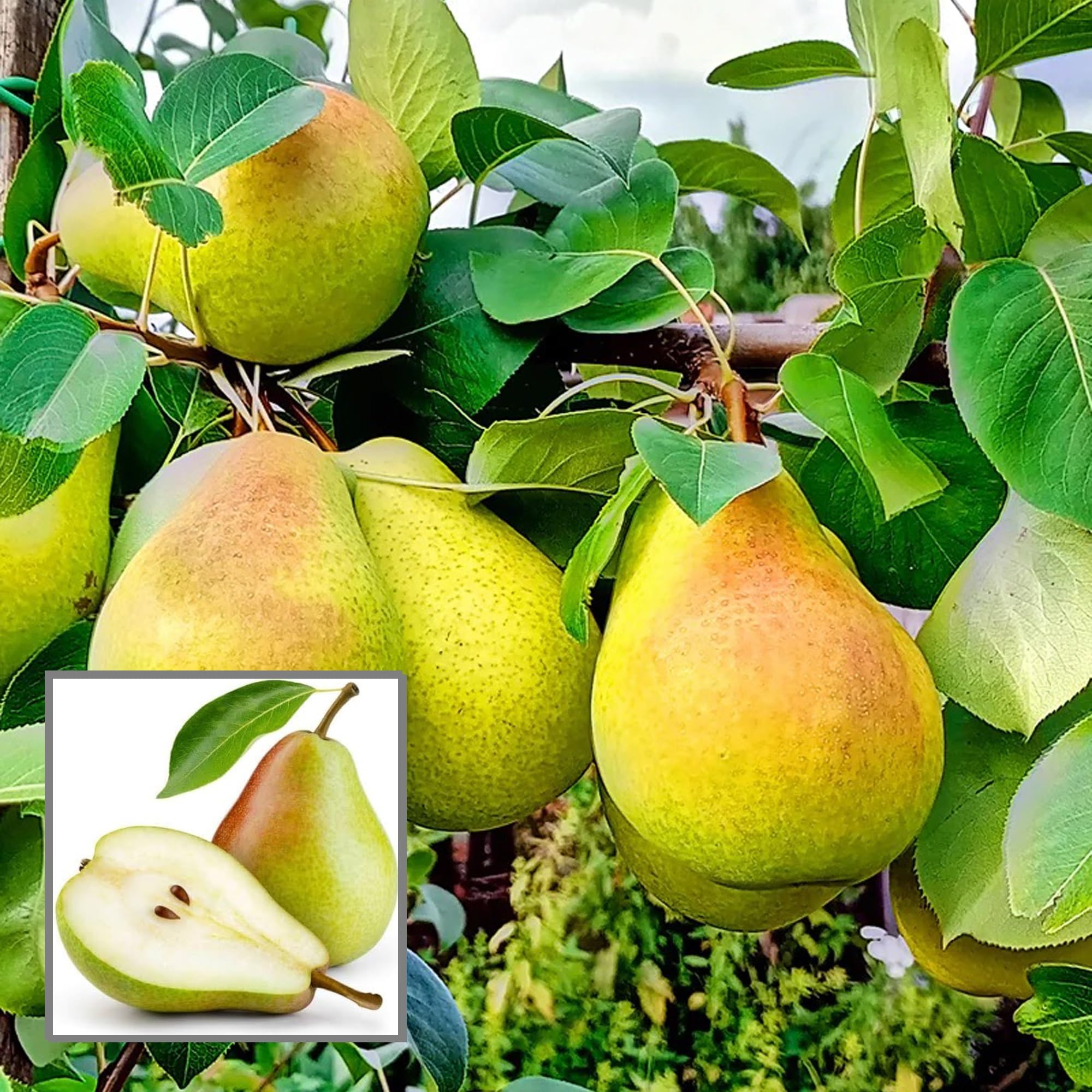 See full amazon price history chart for TAPOBON Pear Pyrus Communis Nashpati Layering/Grafted Fruit Live Plant (1.5-3 Feet Height) TAPOBON Pear Pyrus Communis Nashpati Layering/Grafted Fruit Live Plant (1.5-3 Feet Height) (B0CM1G7SGK) Amazon Price History, Amazon Price Tracker