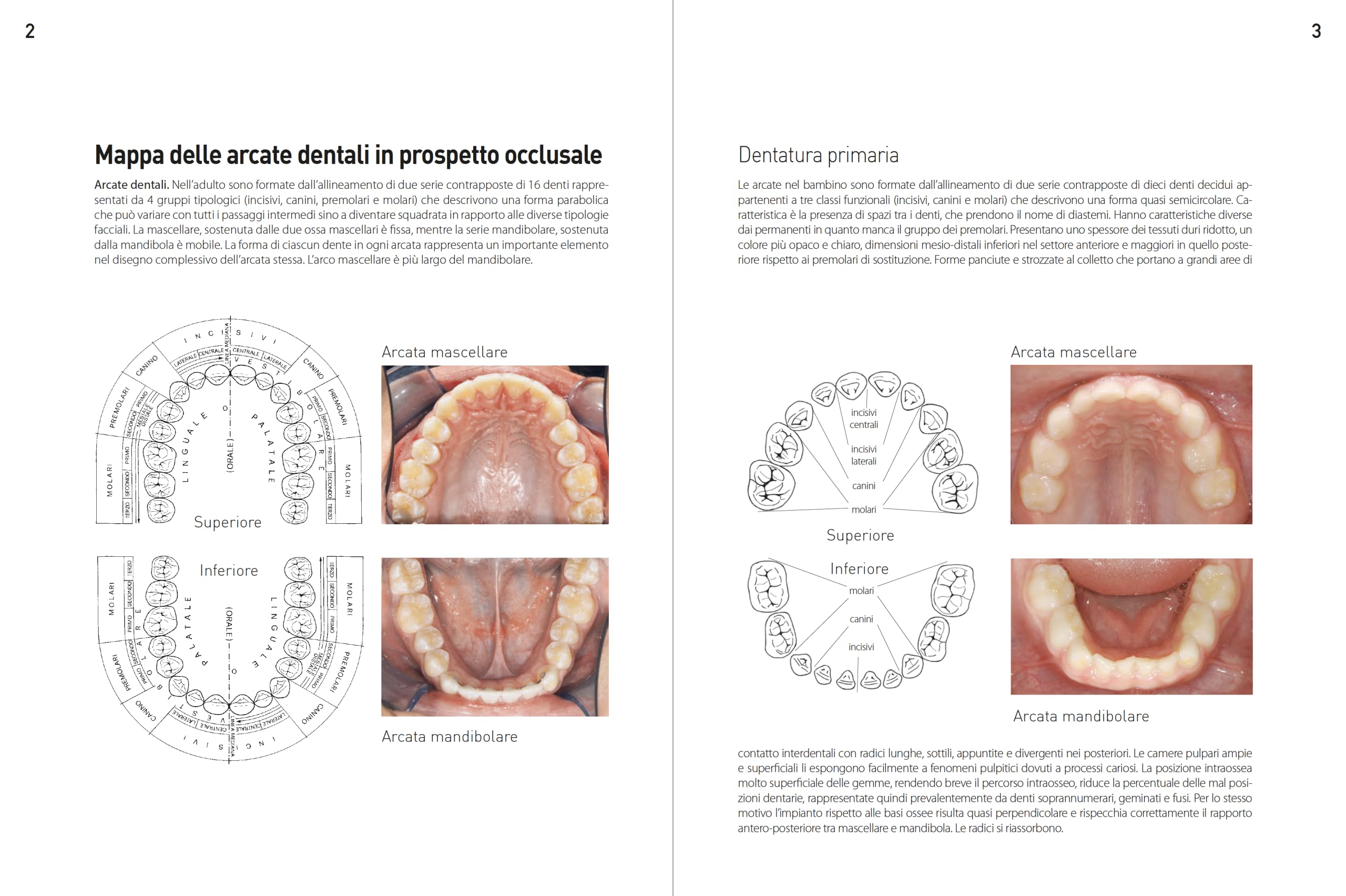 Morfologia dentale. Estetica e funzione