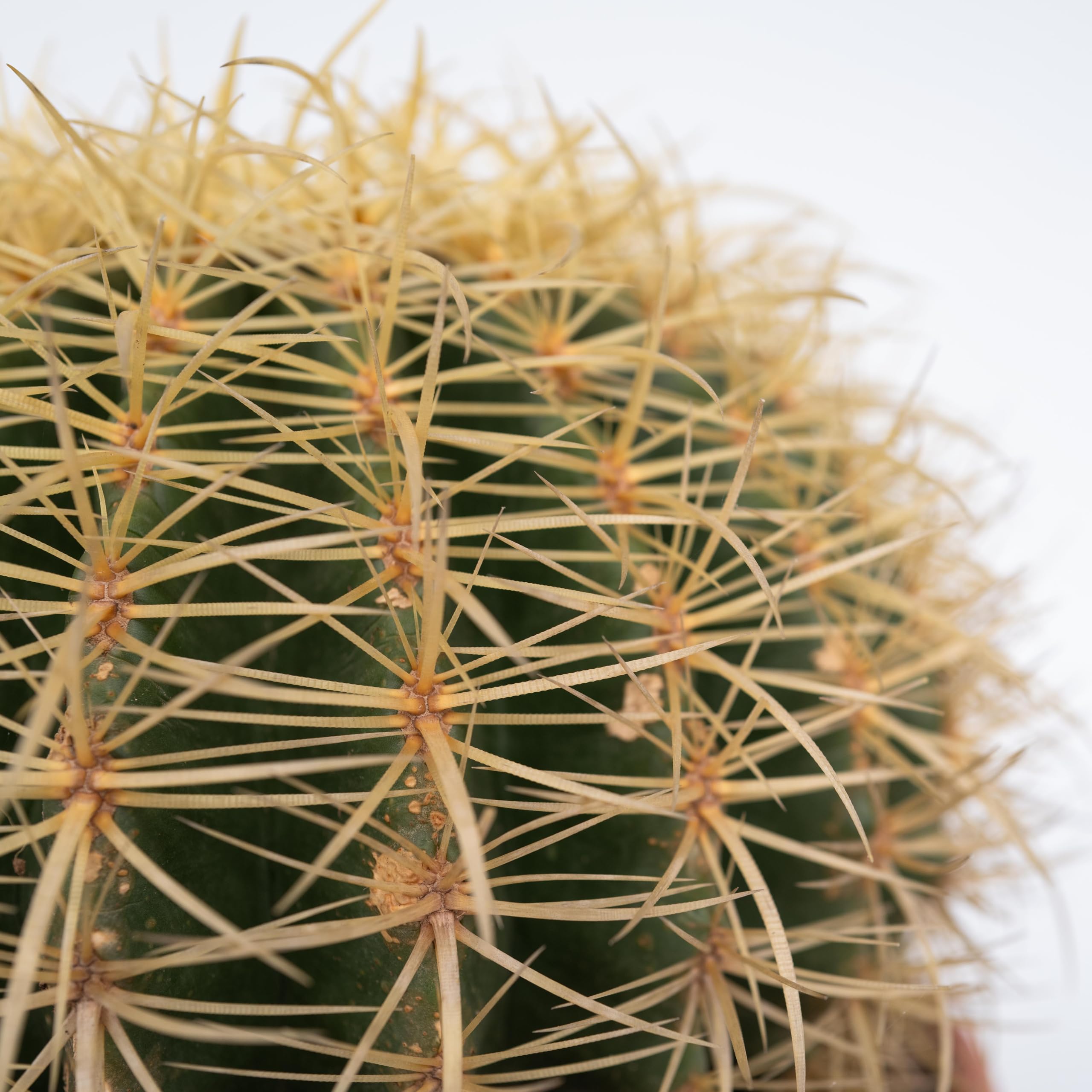 Plant in a Box - Echinocactus grusonii - Cactus a barile dorato - Cactus a sfera - Vaso 25cm - Altezza 25–35cm