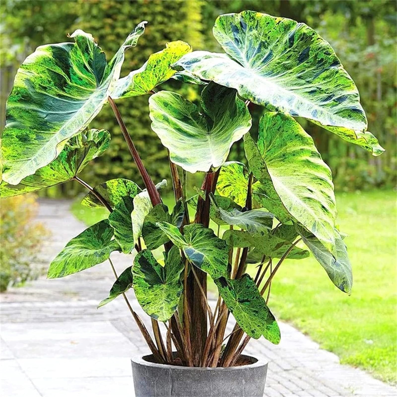 Elefantenohr knollen zwiebeln,Winterhart mehrjhrig,elefantenohr  pflanze,hngeampeln fr pflanzen gro,strelizie pflanze,elefantenohr kaufen, elefantenohr blumenzwiebeln winterhart-15 zwiebeln-greenD : Amazon.de:  Garten