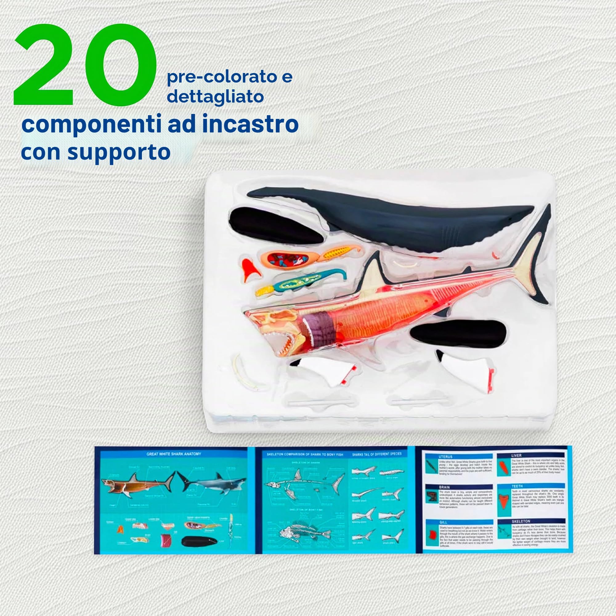 Thames & Kosmos , 261110 , Great White Shark Anatomy Model , 20 Parts with Stand and Illustrated Guide Book , Nature Discovery Range , Detachable Parts , 3D Models , Ages 8+