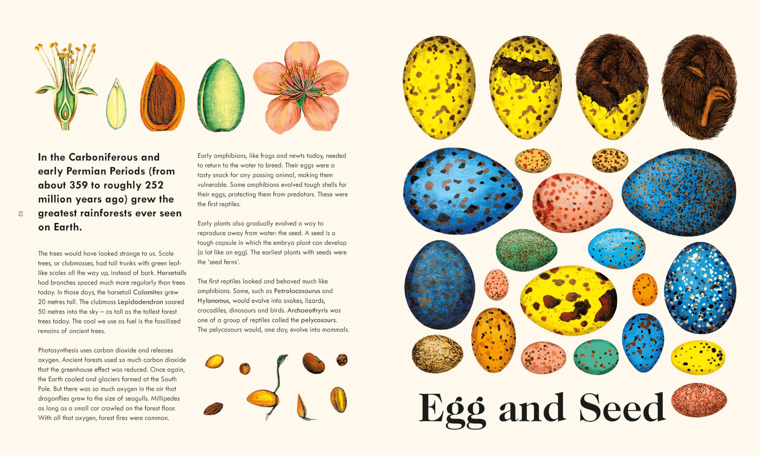 The Wonder of Life on Earth: A beautifully illustrated story of our planet, evolution and you, by the winner of the Royal Society Science Book Prize