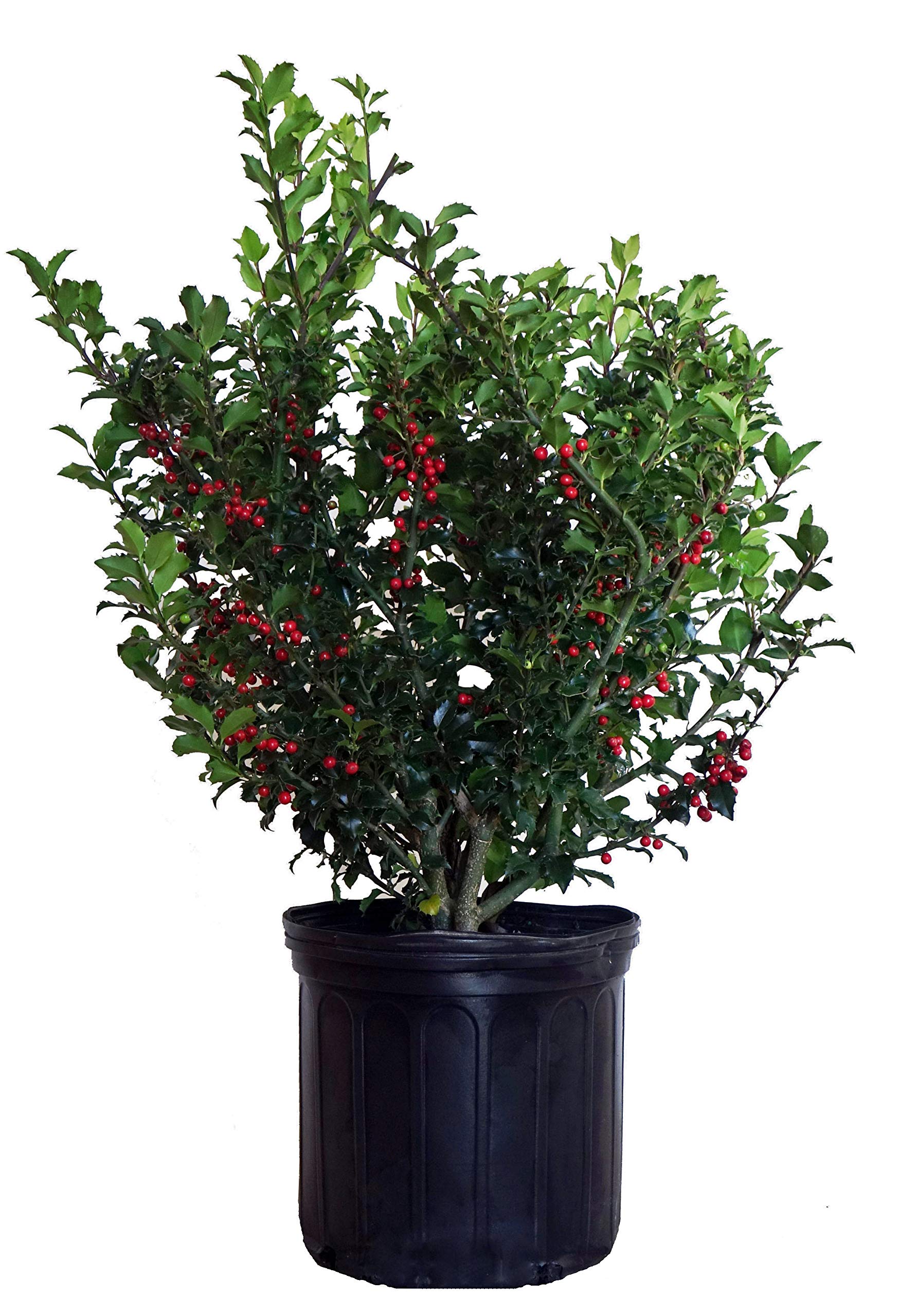 Berryific Holly #3