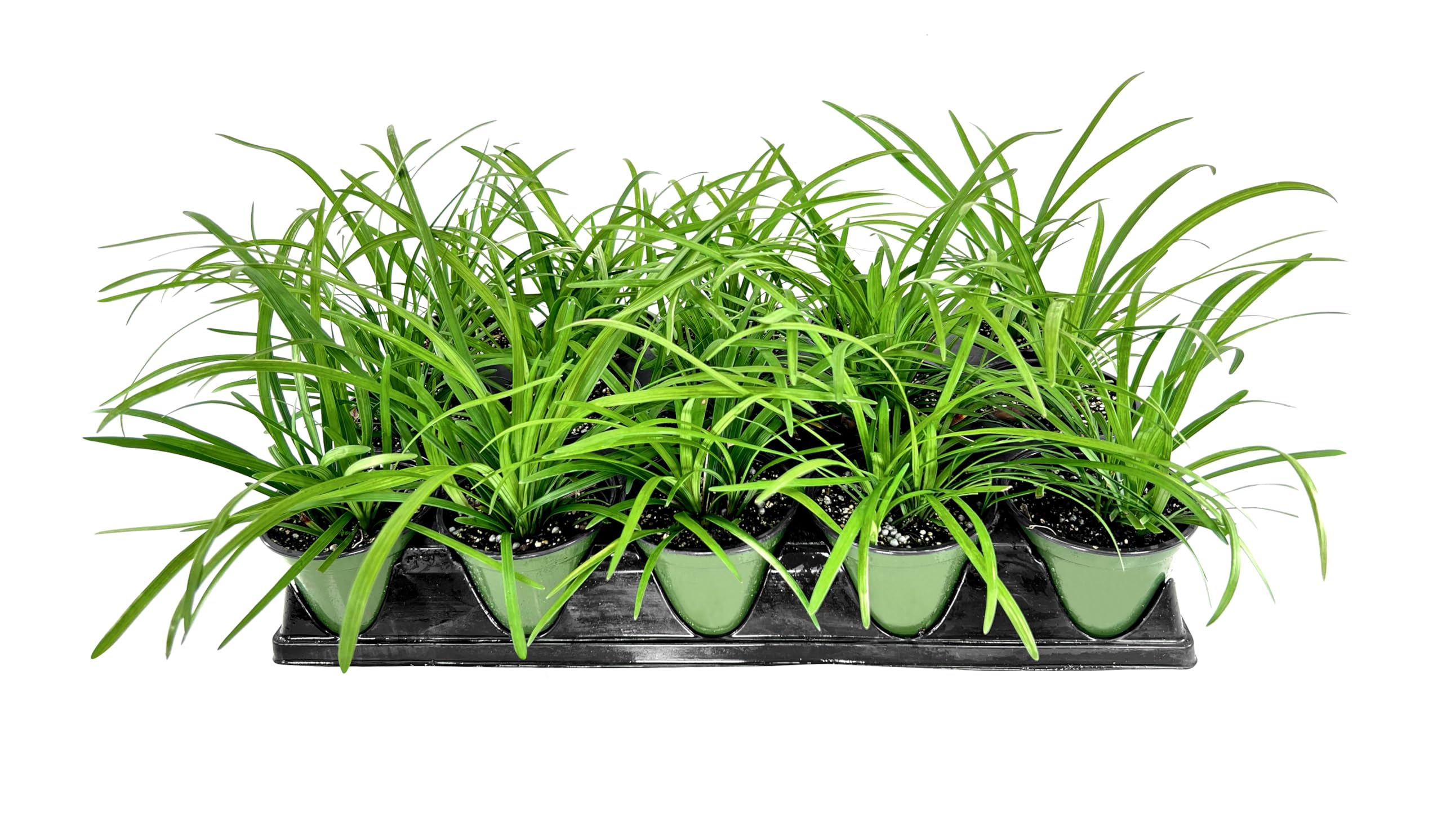 Liriope Big Blue