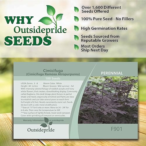 Miniatura 6 de Outsidepride 200 semillas perennes Cimicifuga Ramosa Black Cohosh Follaje Semillas para plantar