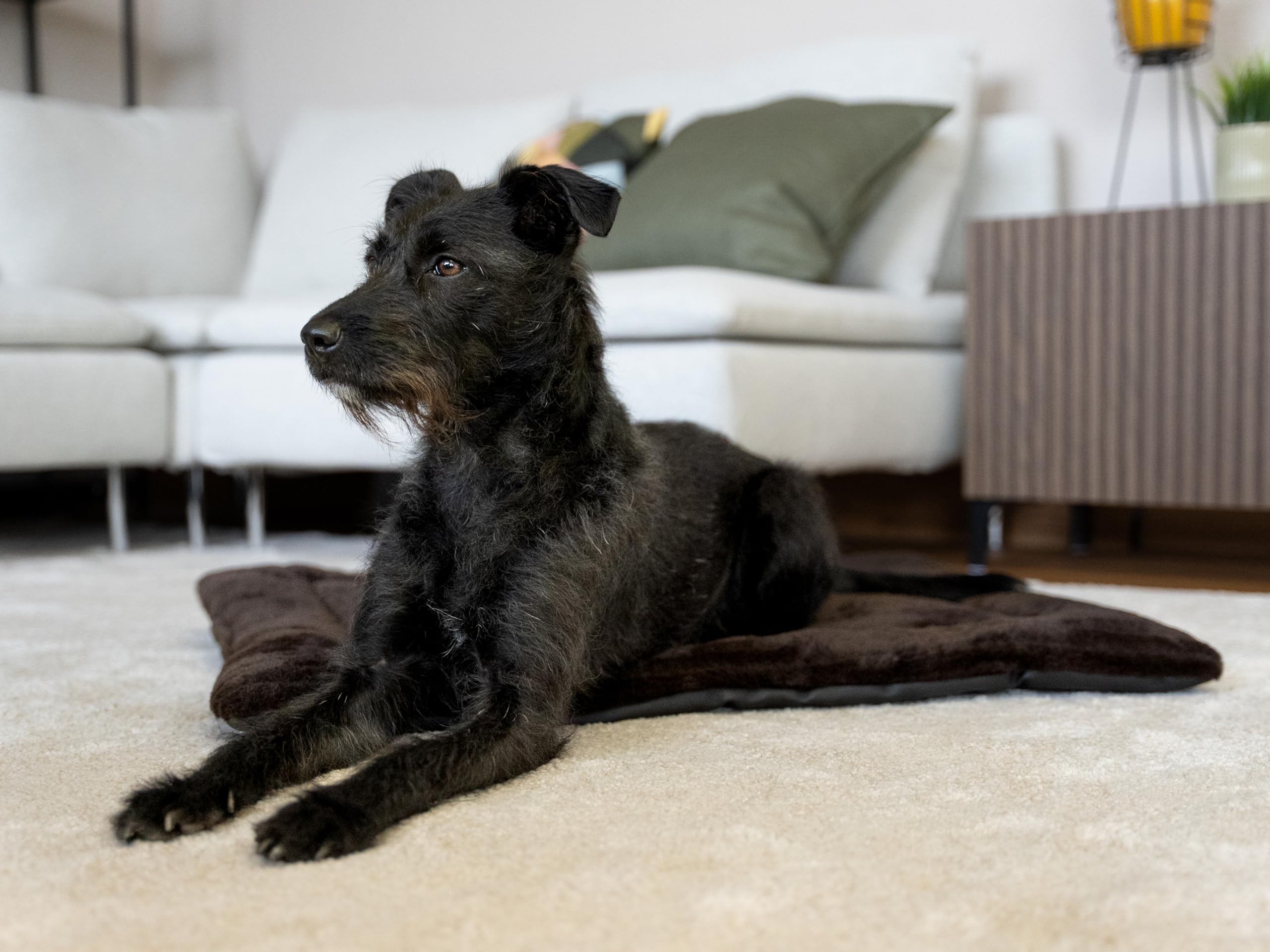 TrendPet Harmony Flex 4cm gefütterte Hundedecke mit schmutzunempfindlicher Unterseite, Katzendecke, Liegedecke für Hunde und Katzen
