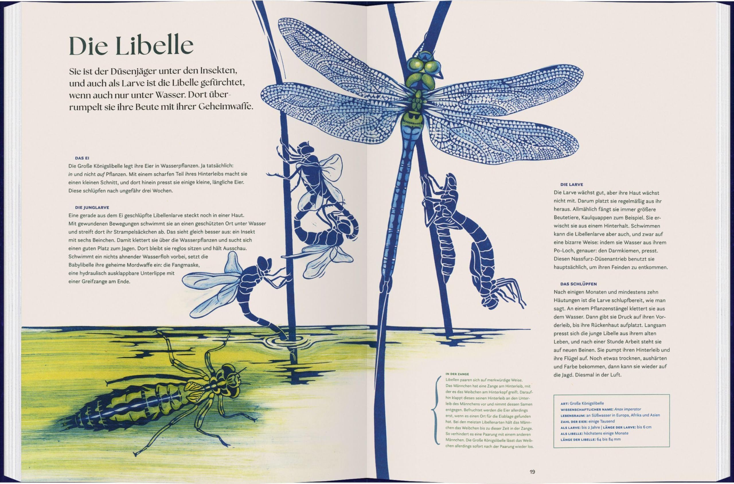 verwandelt: Metamorphosen im Tierreich