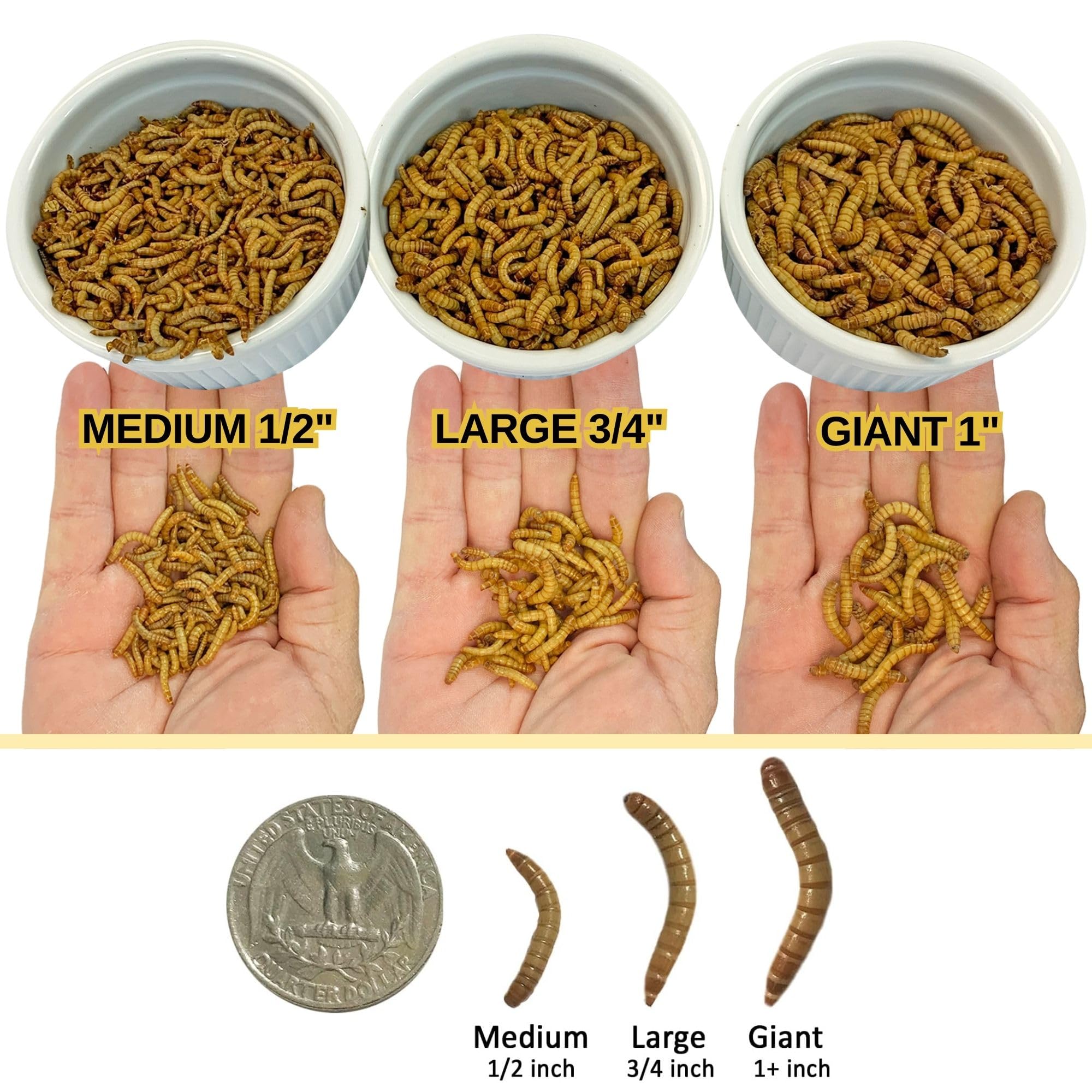 Exotic Nutrition Large Live Mealworms (3/4") (1000 Pack) - 4