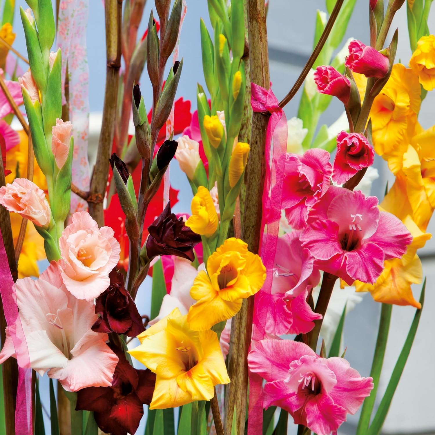 Gladiolos Bulbos Budget Mix - 50 Bulbos de Flores Exterior - Plantas Naturales Exterior de Holanda - No Resistente - Decoracion Jardin, Macetas y Balcón - Sin Semillas, No Artificiales