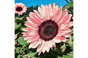 CHUXAY GARDEN Midnight Oil Pink Sunflower Seeds