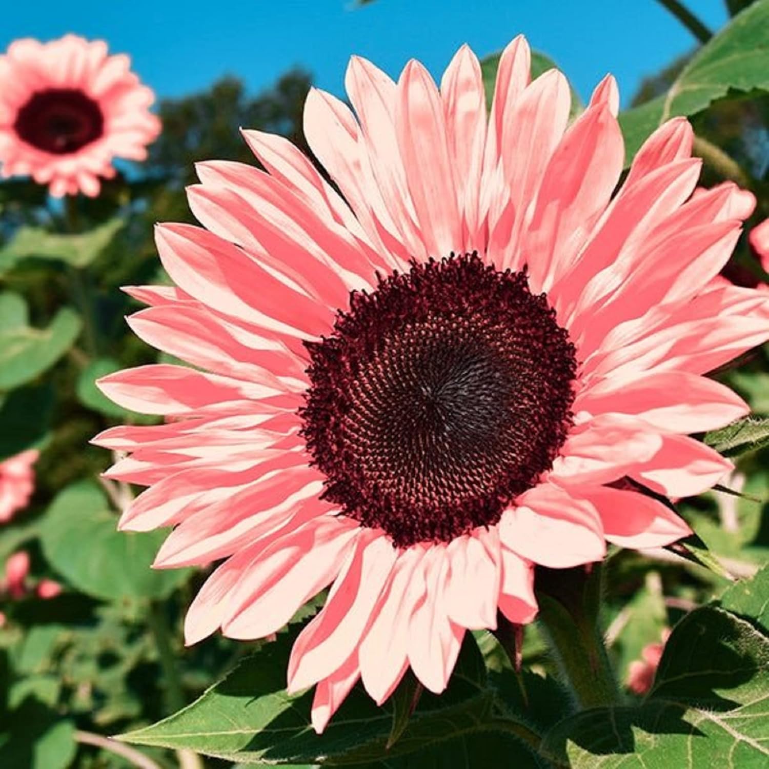CHUXAY GARDEN 15 Seeds Pink Sunflower,Midnight Oil Pink