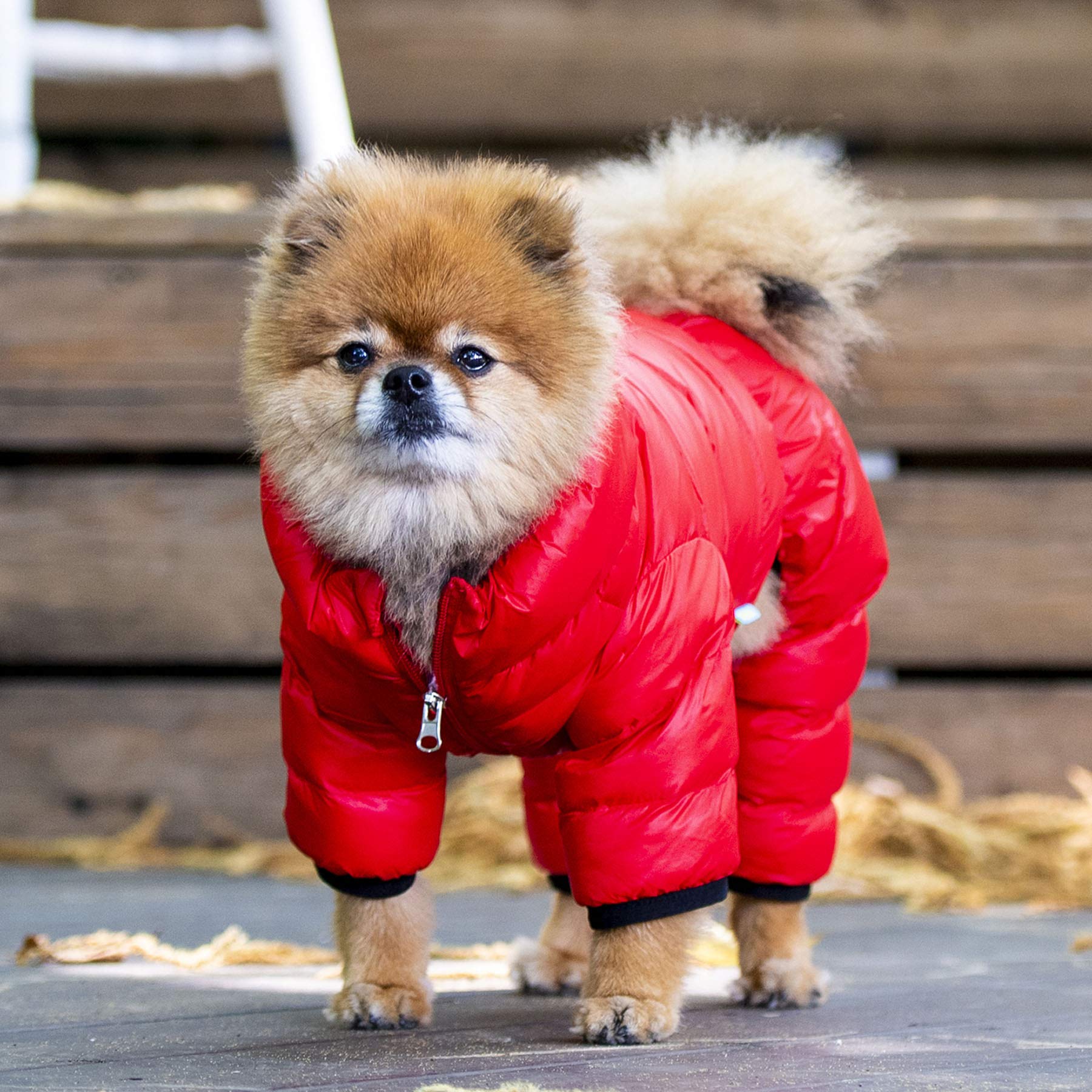 Amazon | Puppia 冬用 超軽量 犬用ジャンプスーツ B 防水 暖かい 寒冷