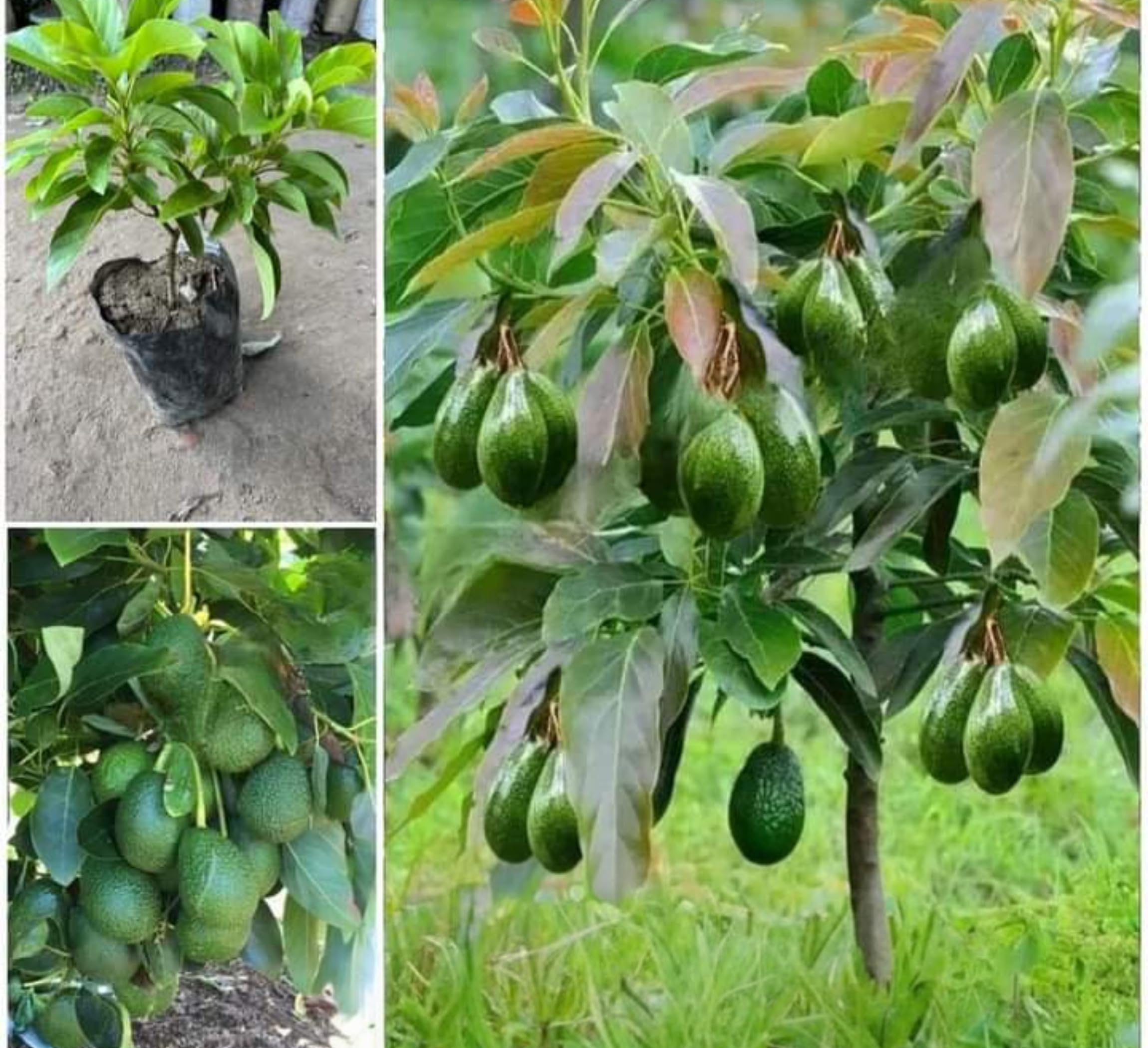 Avocado Fruit Live Plant for Home & Garden | Fresh, Healthy & SEEDLING Avocado Tree Sapling for Indoor/Outdoor Planting | Fast Growing