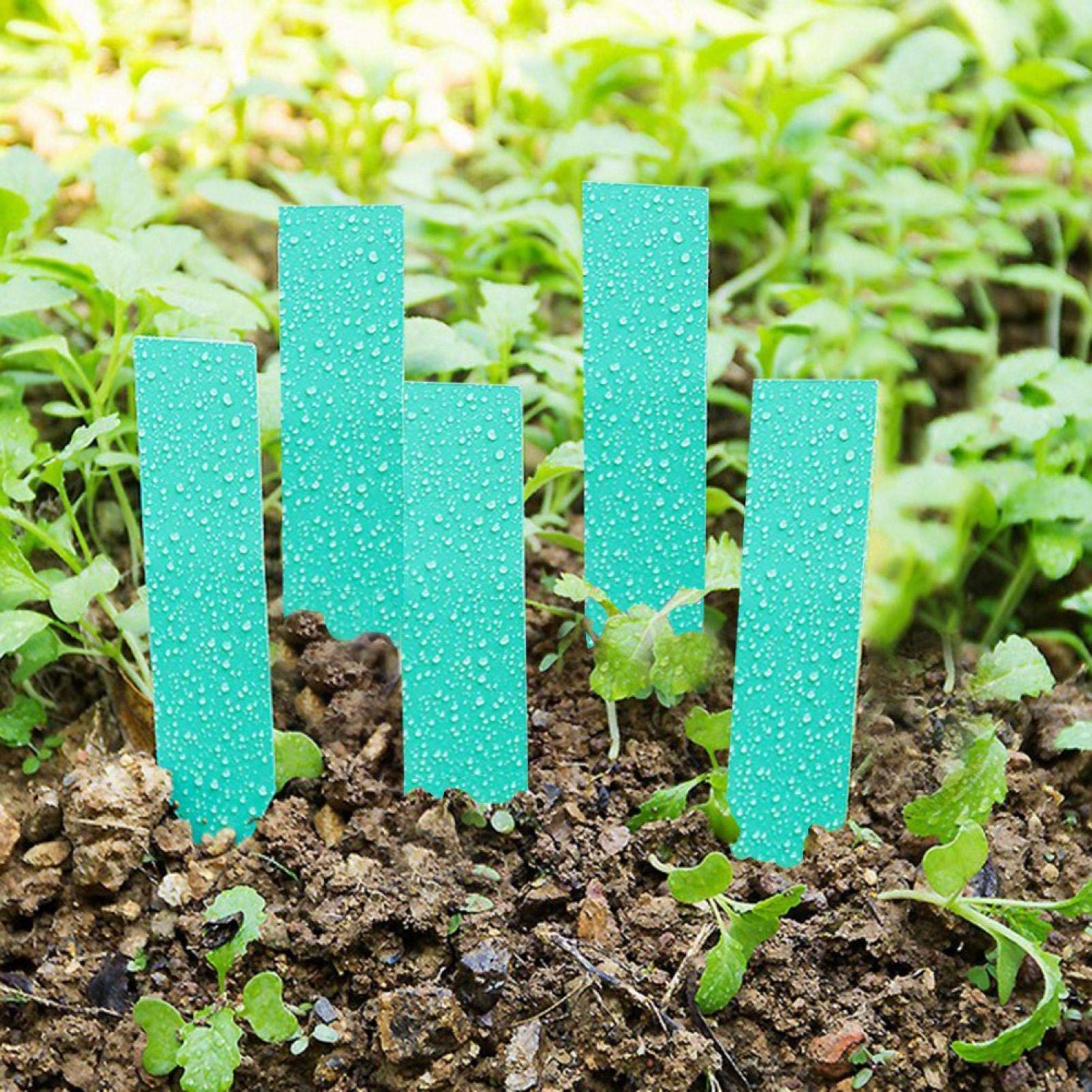 100 Etichette Per Piante In Plastica – Cartellini Identificativi Impermeabili Da Giardino (Blu)